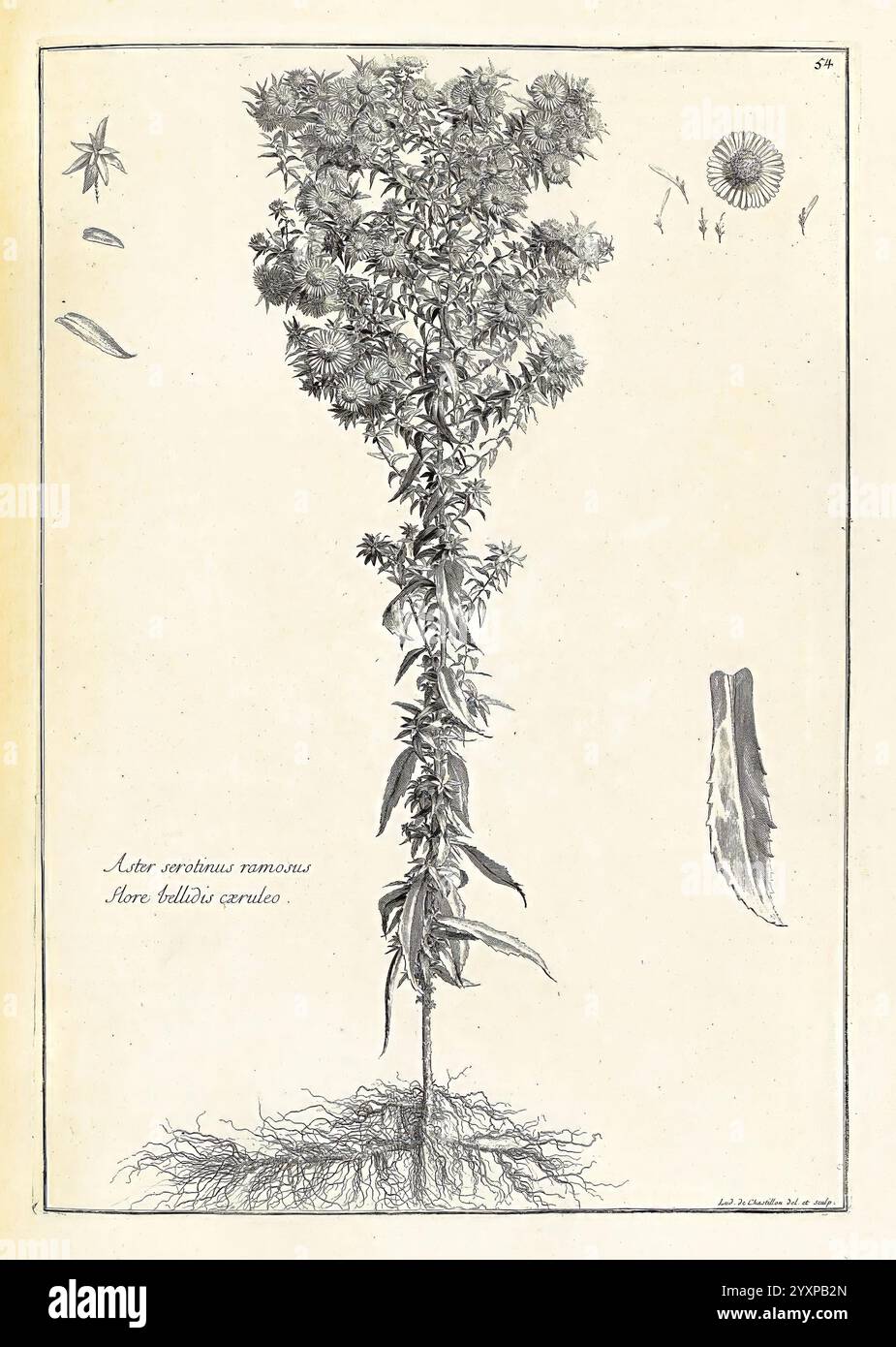 [Recueil des plantes dessinées et gravées par ordre du roi Louis XIV] Parigi impr. royale 1786 opere pittoriche piante, questa illustrazione mostra una rappresentazione dettagliata di una pianta, che mostra la sua struttura dalle radici alle foglie. La pianta è raffigurata con uno stelo prominente e verticale ed è ornata da numerosi fiori raggruppati in cima ai suoi rami. Intorno alla pianta principale sono presenti altri elementi botanici, tra cui varie forme e consistenze di foglie, che evidenziano la diversità delle caratteristiche della pianta. L'intricato lavoro di linea enfatizza la delicatezza dei fiori e del fogliame, mentre anno Foto Stock