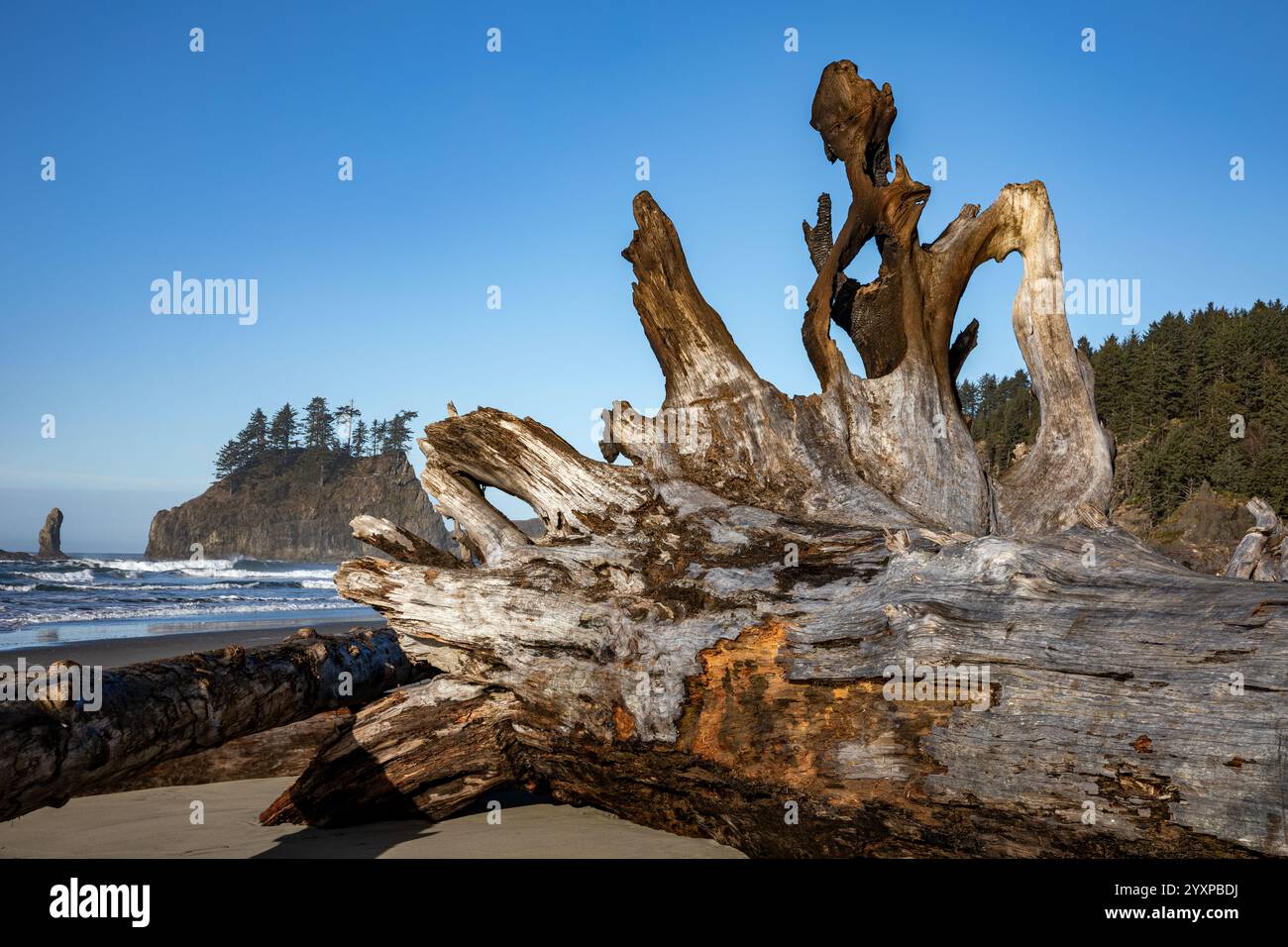 WA25951-00...WASHINGTON - Un missivo tronco di deriva su Second Beach nell'Olympic National Park. Foto Stock