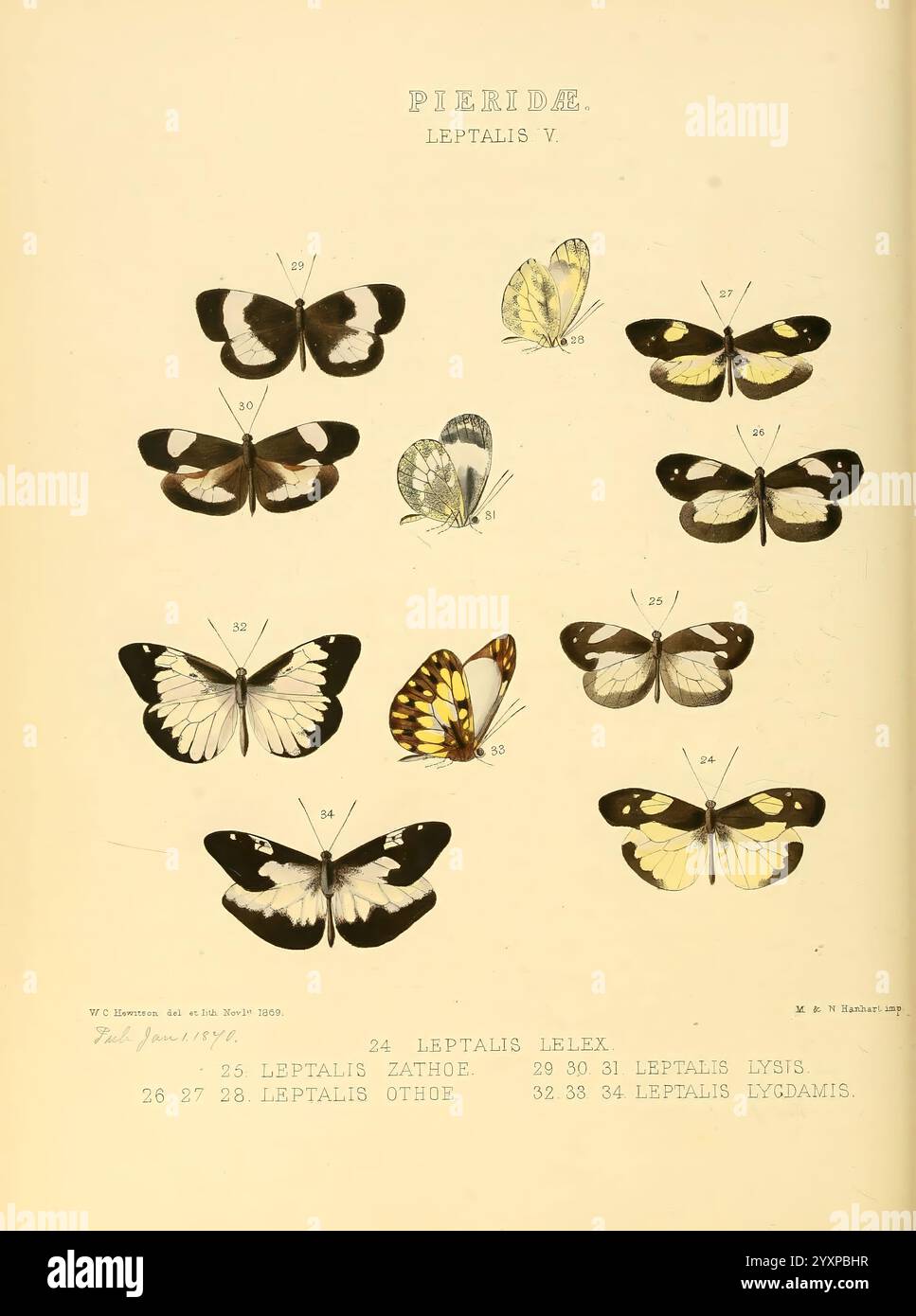 Illustrazioni di nuove specie di farfalle esotiche Londra, John Van Voorst, 1856-1876 farfalle, distribuzione geografica, lepidotteri, opere pittoriche, speciation., Una raccolta di esemplari di farfalle della famiglia Pieridae, che mostrano varie specie identificate sotto il genere Leptalis. Ogni farfalla presenta colori e motivi distinti, che spaziano dal bianco e nero al giallo vibrante e dai complessi design delle ali. Gli esemplari sono numerati come riferimento, con i loro nomi scientifici elencati a fianco. Il layout enfatizza la diversità all'interno di questo particolare gruppo, evidenziare Foto Stock