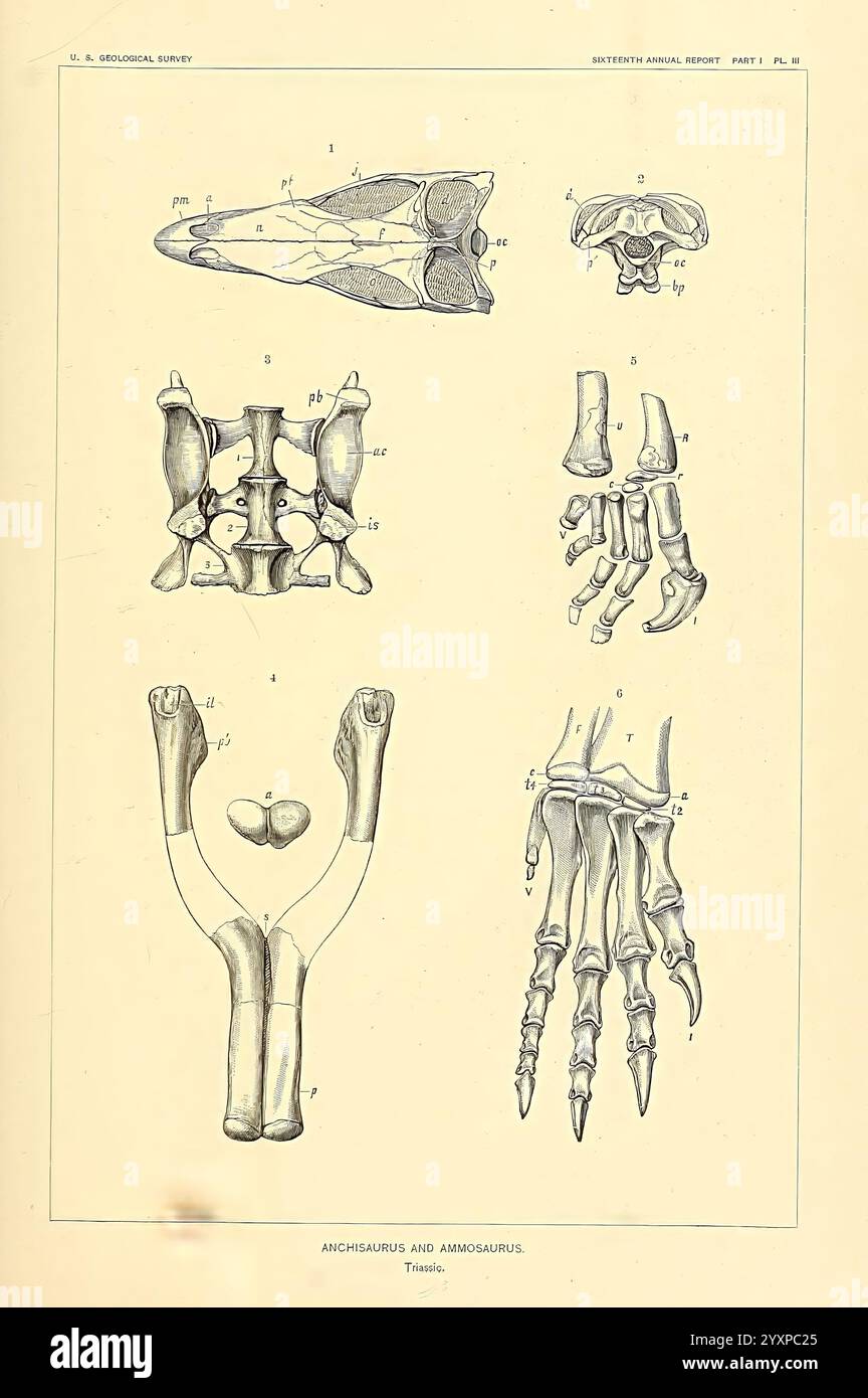 I dinosauri del Nord America, Washington, Govt. Print, 1896, dinosauri, questa illustrazione presenta uno studio anatomico dettagliato delle strutture scheletriche. Nella parte superiore, un diagramma etichettato visualizza un cranio con varie sezioni contrassegnate per maggiore chiarezza. Sotto di essa, sono raffigurate diverse vertebre, che mostrano le loro forme distinte. La parte centrale presenta un esemplare che evidenzia l'area pelvica, con particolare attenzione alle ossa pelviche. Verso il basso, sono illustrate due strutture di mani, sottolineando l'intricata disposizione delle ossa nella mano e nel polso umani. Ogni elemento è meticolosamente etichettato per facilitare Foto Stock
