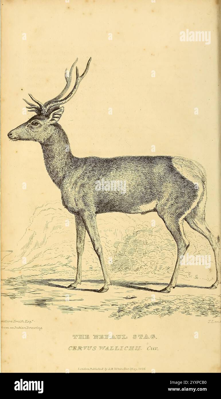 The Animal kingdom, Londra, stampato per G. B. Whittaker, 1827-1835, zoologia, cervo, Charles Hamilton Smith, Thomas Landseer, 1, Un'illustrazione dettagliata di un cervo, caratterizzato dalla sua forma elegante con palchi prominenti sollevati in alto. Il cervo è raffigurato di profilo, mostrando il suo fisico muscolare e i segni distintivi sulla sua pelliccia, che passano facilmente da una tonalità più scura sulla schiena a un'ombra più chiara sulla pancia. La sua posizione attenta, con una gamba posteriore sollevata, suggerisce attenzione, mentre il paesaggio circostante suggerisce un habitat naturale. La didascalia include un titolo, ''THE MERAUL STAG, ' al Foto Stock