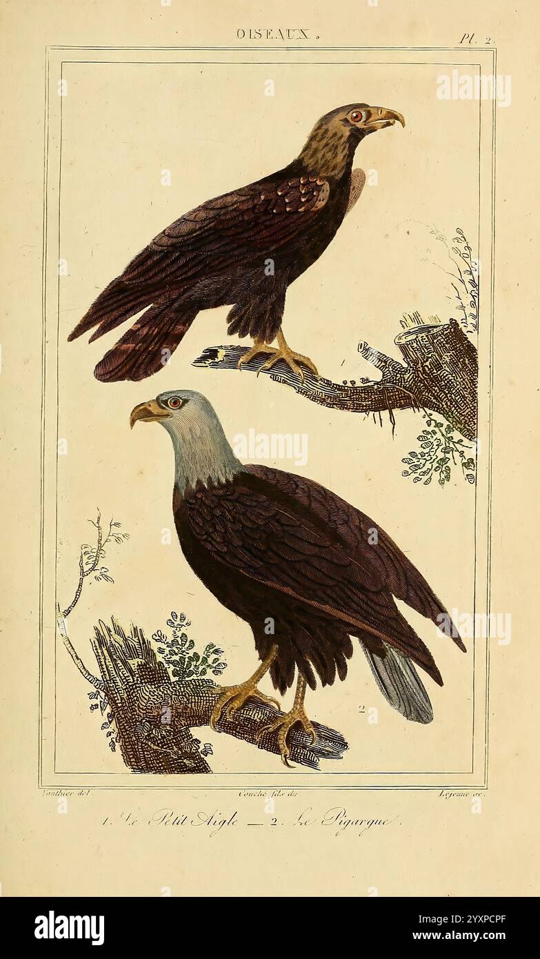 Poster Con Uccellini Blu Su Ramo | Stampa Illustrazione Vintage Con Cornice 28x35 Cm | Decorazione Parete Soggiorno