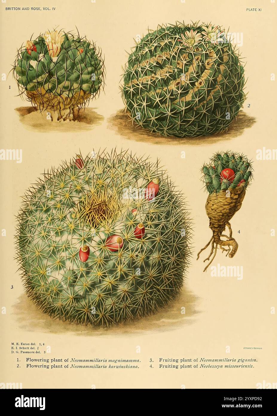 Cactaceae, Washington, Carnegie Institution of Washington, 1919-1923, cactaceae, classificazione, opere pittoriche, Mary Emily Eaton, Mary Emily Eaton, Mary Emily Eaton, donne nella scienza, tagging NYBG, Neomammillaria magnimamma, Neomammillaria karwinskiana, Neomammillaria gigantea, Neobesseya missouriensis, la composizione presenta tre tipi distinti di cactus, ciascuno presentato con dettagli intricati ed etichettato per l'identificazione. Il primo esemplare presenta un cactus sferico adornato da vivaci fioriture, evidenziando la bellezza del suo stato fiorito. Il secondo cactus appare leggermente maggiorato Foto Stock