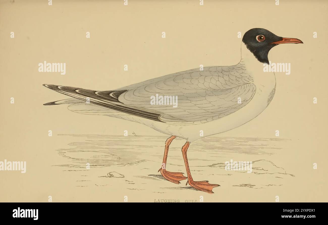 A history of British Birds.1863-1866?, Birds, Great Britain, Bird, l'illustrazione presenta un grazioso uccello con caratteristiche sorprendenti. Il suo corpo è prevalentemente bianco, completato da un caratteristico cappuccio nero che copre la testa. Notevoli sono le sue vivaci gambe arancio-rosso e i piedi intrecciati, che suggeriscono un'affinità per gli ambienti acquatici. L'uccello è in posizione inclinata, come se preservasse o osservasse l'ambiente circostante. I dettagli delicati sottolineano i motivi delle piume, in particolare sulle ali, mentre lo sfondo suggerisce un ambiente naturale, possibilmente vicino all'acqua o alle zone costiere. Questa illustrazione evidenzia Foto Stock