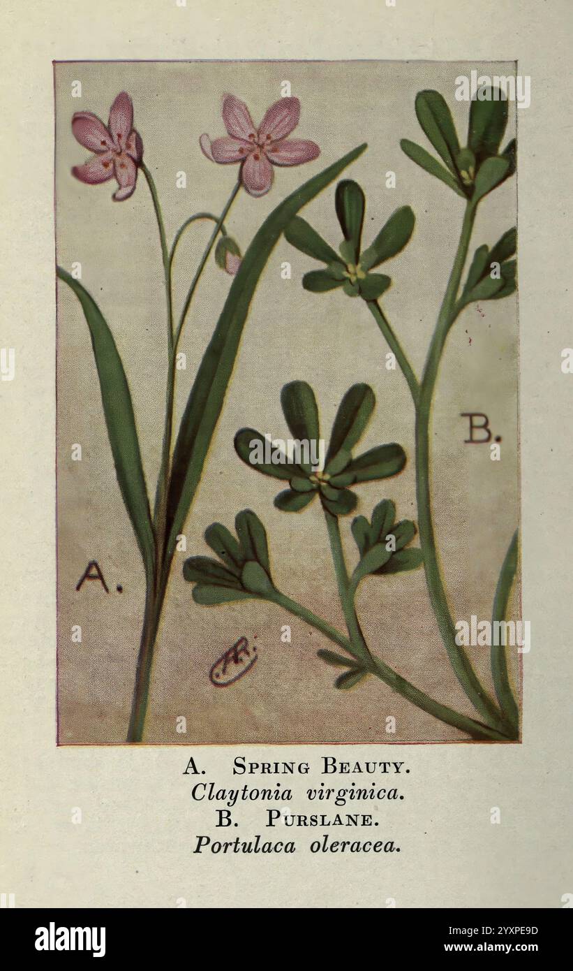 Selvaggio, fiori, est, of, Rockies, New York, 1910, Stati Uniti, fiori selvatici, l'illustrazione mostra due specie di piante distinte etichettate con le lettere A e B. A mostra i delicati fiori rosa della bellezza primaverile (Claytonia virginica), caratterizzati dai suoi steli sottili e piccoli fiori a forma di stella, circondati da lussureggianti foglie verdi. B raffigura Purslane (Portulaca oleracea), riconosciuto per le sue foglie succulente e carnose e i vivaci fiori gialli o rosa. Ogni pianta è resa in modo elegante con dettagli botanici accurati, evidenziando le sue caratteristiche uniche e la sua bellezza naturale. Foto Stock