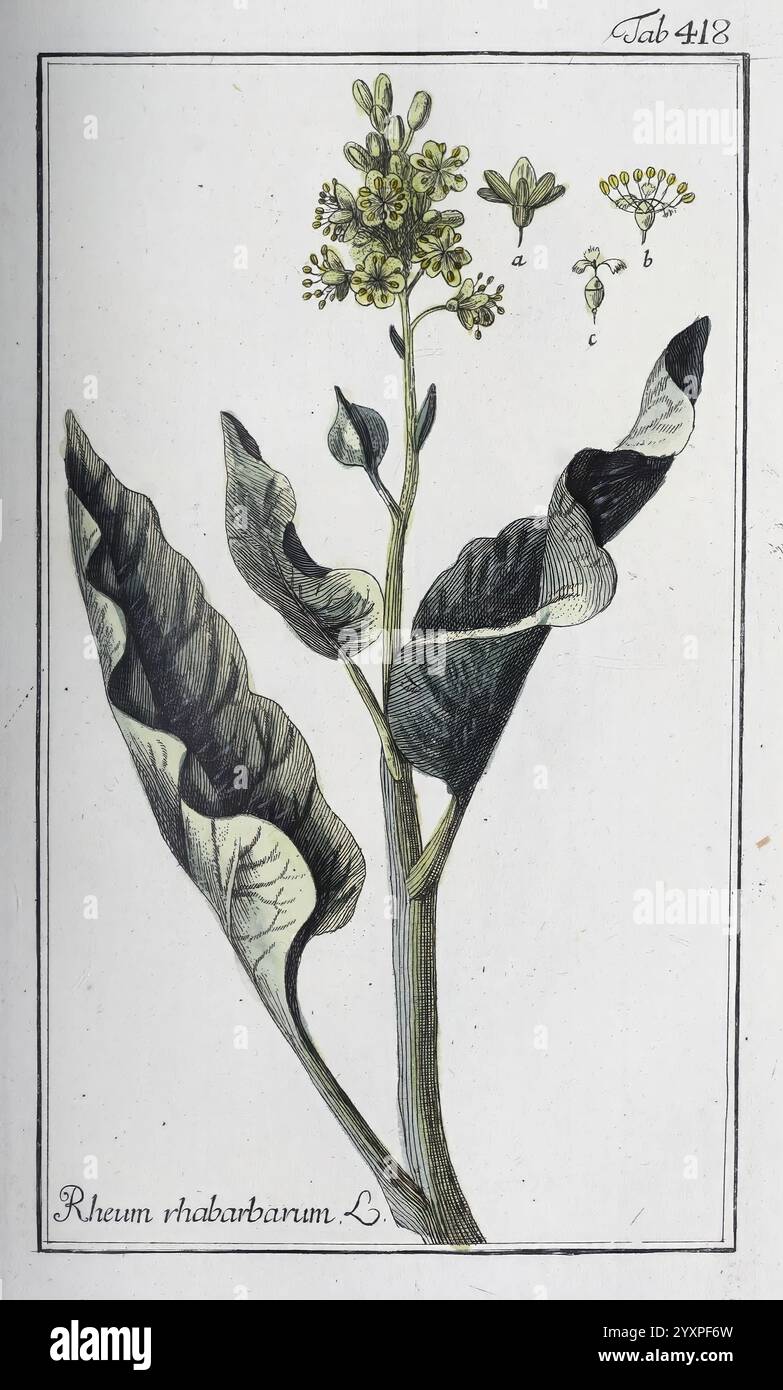 Icones plantarum medicalium, Nürnberg, auf Kosten der Raspischen Buchhandlung, 1779-1790, botanica, medicina, opere pittoriche, l'illustrazione raffigura la pianta Rheum rhabarbarum, comunemente nota come rabarbaro. Presenta una rappresentazione dettagliata della pianta, con le sue grandi e larghe foglie che mostrano un'evidente consistenza a coste. Lo stelo è verticale e fiorito, adornato con piccoli fiori giallastro all'apice. Oltre all'illustrazione principale, vi sono piccoli schizzi dei fiori, etichettati con le lettere a e B. il nome scientifico è elegantemente inciso sul botto Foto Stock