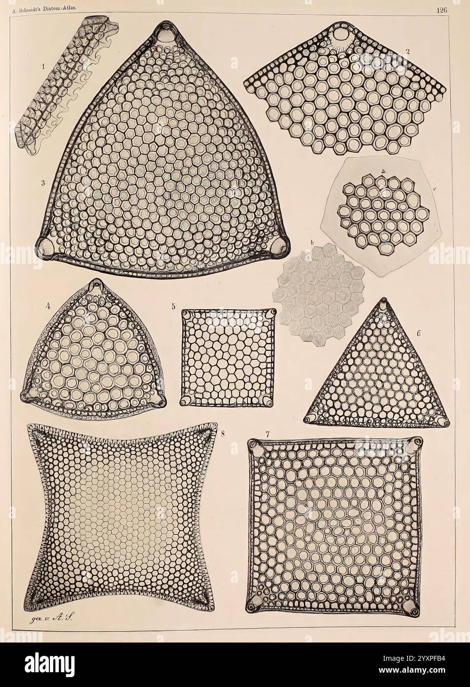 Atlas der Diatomaceen-Kunde, Lipsia, R. Reisland, 1874-19, atlanti, bacillarioficeae, l'illustrazione mostra una serie di forme geometriche intricate, tra cui forme triangolari, esagonali e quadrate, composte da una delicata rete di cerchi interconnessi. Ogni forma è chiaramente etichettata con numeri, che indicano singoli progetti o variazioni. I modelli dimostrano un'interessante interazione di simmetria e struttura, evidenziando la complessità della loro costruzione. L'uso di linee precise crea una rappresentazione visiva dettagliata, suggerendo uno studio di cellulare o microstrutturazione Foto Stock