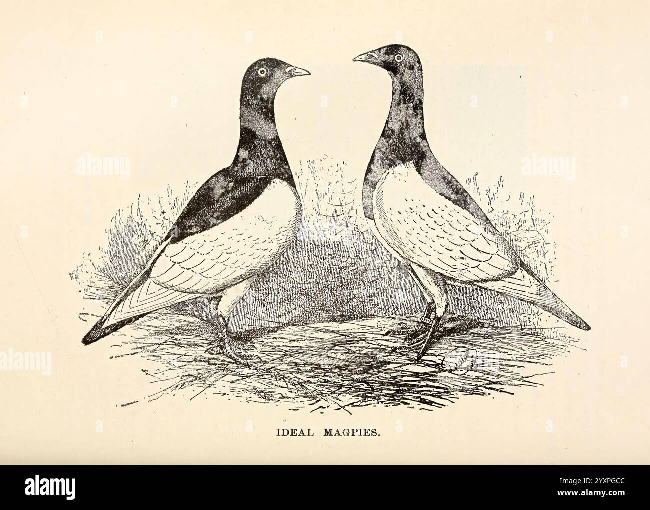 Piccioni e tutto su di loro. Boston, C.E. Twombly [c1898], piccioni, Wood's Hole, l'illustrazione mostra due uccelli dal collo lungo, probabilmente una specie nota per il loro piumaggio distintivo. Si trovano in un ambiente naturale, ciascuno rivolto leggermente verso l'altro, evidenziandone la simmetria. Gli uccelli possiedono una combinazione di piume scure e chiare, con spiccate macchie bianche lungo il corpo e colli sorprendenti. I loro corpi allungati e le forme aggraziate suggeriscono che sono adattati sia per gli habitat terrestri che per quelli acquatici. Il fogliame e le texture circostanti aggiungono profondità al ritratto, sottolineando il co degli uccelli Foto Stock