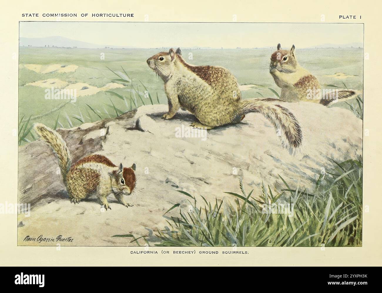 Storia naturale degli scoiattoli di terra della California, Sacramento, California State Printing Office, 1918. Scoiattolo di terra della California, scoiattoli di terra, Otospermophilus beecheyi, tassonomia: Family = Sciuridae, scoiattolo di terra della California, scoiattolo di terra di Beechey, Un trio di scoiattoli di terra della California è raffigurato arroccato su una grande roccia, circondato da erba alta in un paesaggio naturale. Gli animali mostrano segni distintivi, con pellicce morbide in sfumature di marrone e crema. Le loro posture attente riflettono la curiosità, mentre due scoiattoli si rivolgono verso lo spettatore, mentre il terzo sembra guardarsi da me Foto Stock