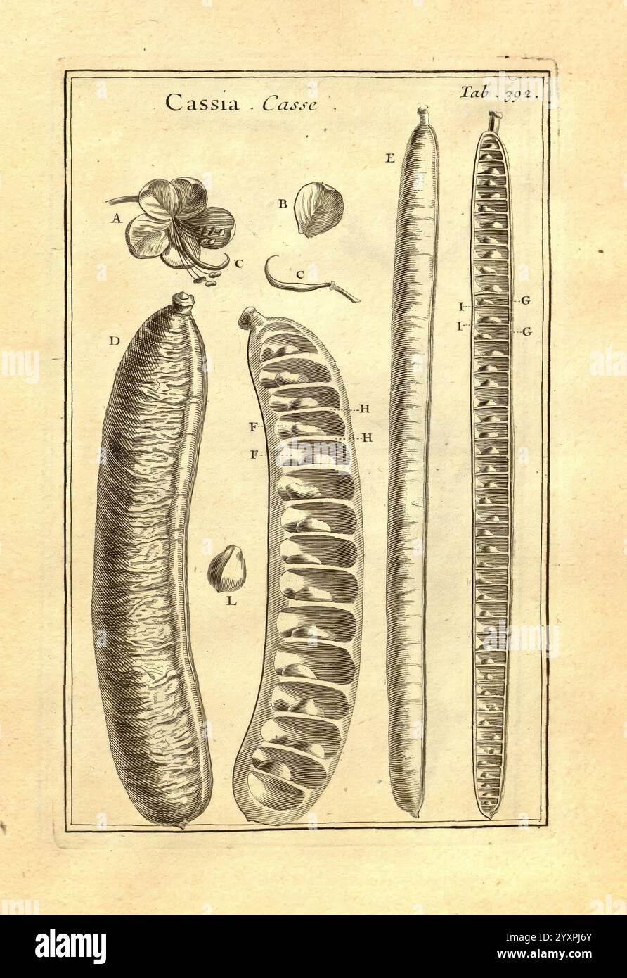 Josephi Pitton Tournefort Institutiones rei herbariae Parisiis e Typographia Regia 1700-[1703] opere prelinneane botaniche, questa illustrazione presenta vari esemplari botanici della pianta di Cassia, concentrandosi in particolare sui baccelli e sui semi. Le sezioni etichettate mostrano i pod allungati e curvi, evidenziandone forme e texture distinte. Inoltre, sono raffigurati elementi più piccoli come foglie e singoli semi, fornendo una chiara rappresentazione delle strutture riproduttive della pianta. Ogni componente è meticolosamente dettagliato, sottolineando le caratteristiche botaniche del def Foto Stock