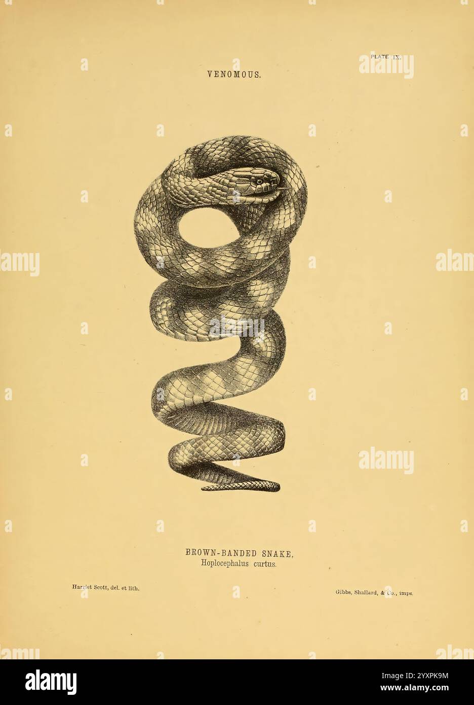 The Snakes of Australia Sydney, T. Richards, Government Printer, 1869, Australia, Snakes, Hoplocephalus curtus, Australia, Harriet Scott, serpente con bande marroni, Harriet Scott, tassonomia: suborde r= Serpentes, Women in Science, World Snake Day, Notechis scutatus, Notechis scutatus, serpente con bande marroni, erpetologia, serpente tigre australiano, Harriet Morgan, Harriet Scott Morgan, 9, questa illustrazione mostra una descrizione dettagliata di un serpente a banda marrone, noto scientificamente come Bothrops asper. Il serpente è avvolto elegantemente, mostrando motivi distinti lungo le sue scale, che mettono in risalto i suoi caratteri Foto Stock