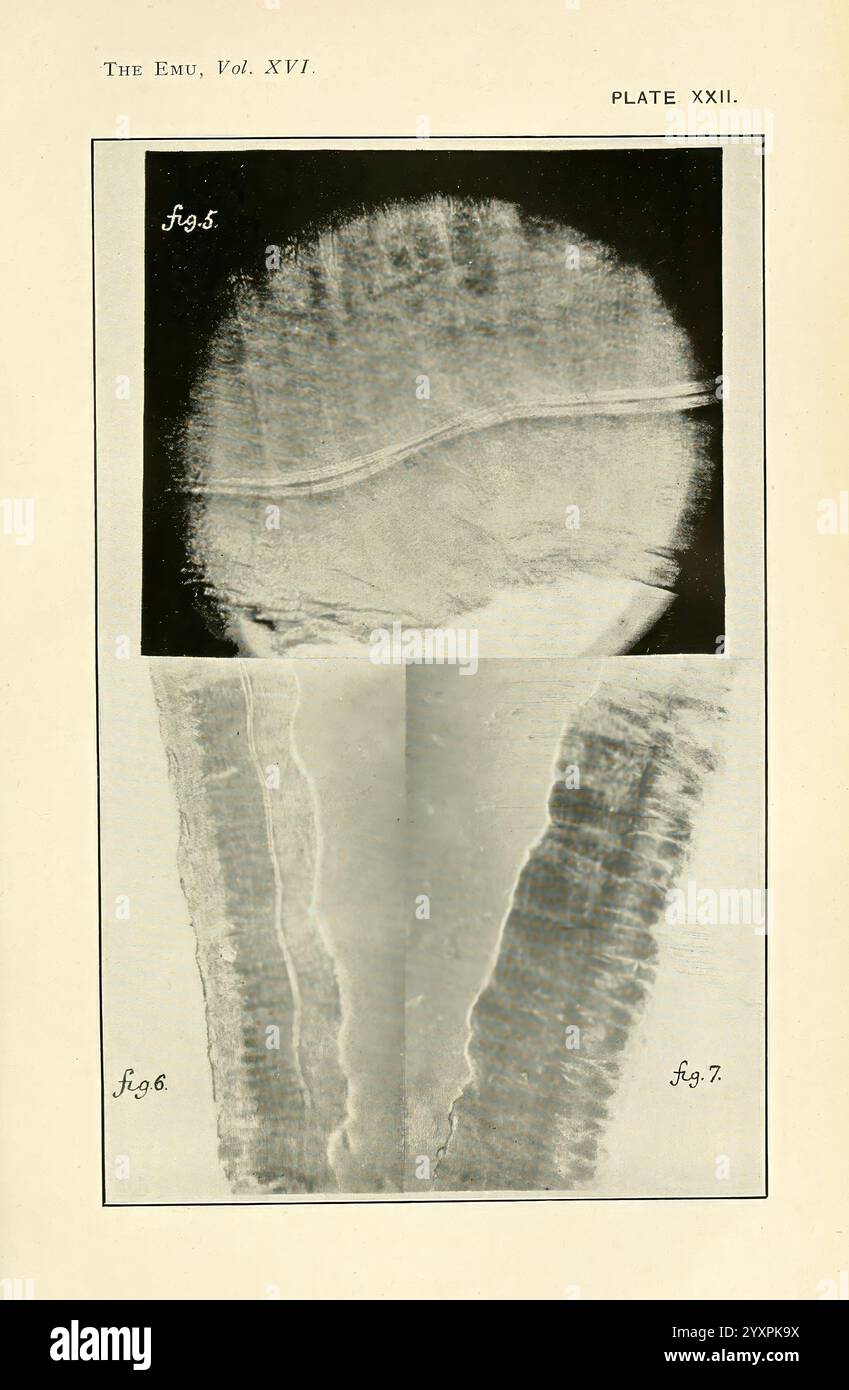 EMU, Melbourne, Royal Australasian Ornithologists Union, 1901, Australasia, Birds, Ornithology, periodici, l'illustrazione presenta uno studio dettagliato delle caratteristiche strutturali delle piume di un'uem, come documentato in una pubblicazione scientifica. La sezione superiore mostra una vista ravvicinata del pozzo della piuma, evidenziando i motivi intricati e le trame che ne definiscono la composizione. Di seguito, ulteriori sezioni mostrano ulteriori aspetti dell'anatomia delle piume, sottolineando le caratteristiche uniche che differenziano varie parti della piuma. Ogni sezione è etichettata con i numeri delle figure per Foto Stock