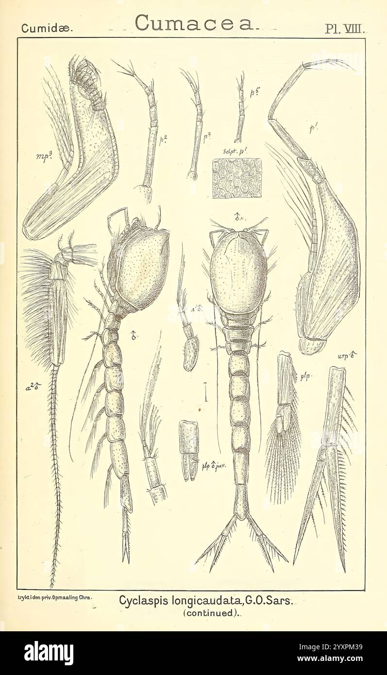 Un resoconto del Crustacea of Norway Christiania A. Cammermeyer 1895-1928 Crustacea Norway Crustaceans, Un'illustrazione dettagliata raffigurante varie caratteristiche anatomiche di una specie della famiglia Cumacea, in particolare evidenziando il Cyclaspis longicaudata, come documentato da G.O. SARS. La composizione include disegni etichettati di diverse parti del corpo, come antenne, torace e gambe, che mostrano le intricate strutture e morfologia caratteristiche di questi crostacei. Ogni componente è meticolosamente reso per fornire informazioni sulla biologia e la classificazione della Cumacea, con riferimenti Foto Stock