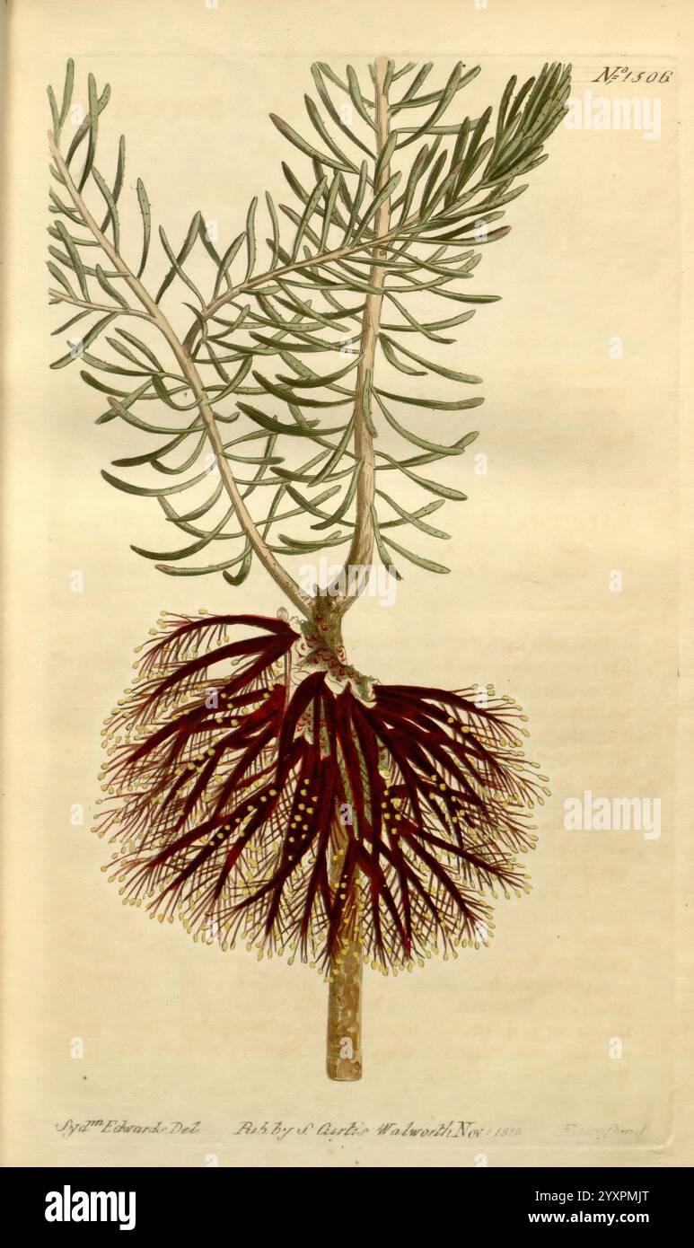 Curtis's Botanical Magazine, Londra, New York, illustrazione botanica, botanica, periodici, opere pittoriche, piante ornamentali, Curtis, Australia, Calothamnus quadrifidus, tassonomia: Family= Myrtaceae, Sydenham Teast Edwards, questa illustrazione presenta uno studio botanico dettagliato di una pianta, che mostra la sua struttura unica. La sezione superiore mostra foglie sottili, simili ad aghi, disposte in uno schema aggraziato, indicativo di una specie di conifere. Sotto, viene raffigurato un ricco e intricato sistema di radici, con una sorprendente tonalità di rosso scuro che contrasta con i toni più chiari del fogliame sopra. Ogni eleme Foto Stock