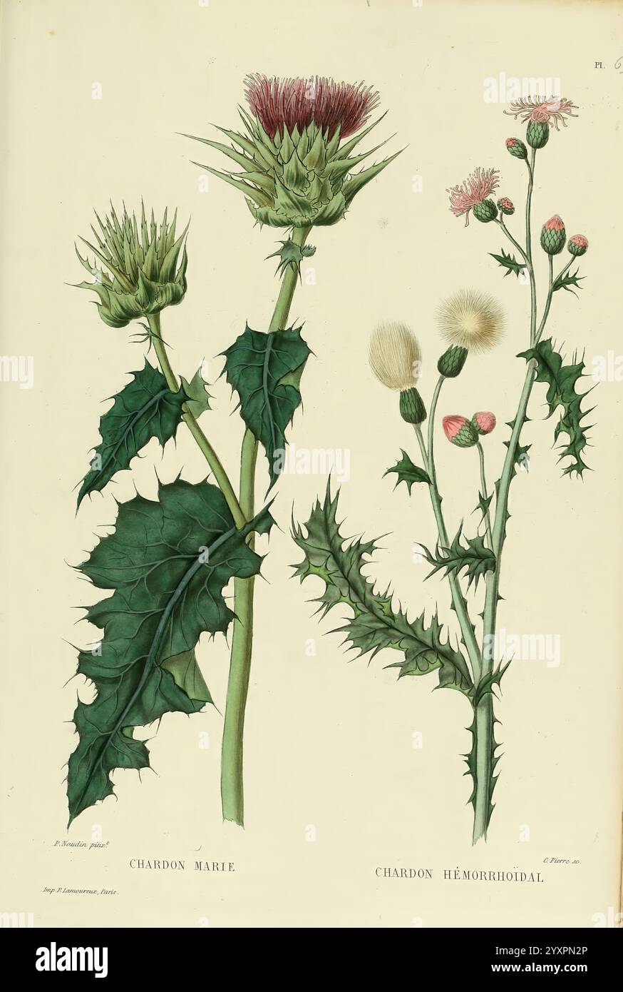 Nouvelle iconographie fourragère Atlas Paris P. Asselin 1871 Gramineae The New York Botanical Garden Pictorial Works Forage Plants, l'illustrazione presenta due tipi di piante di cardo, che mostrano in modo prominente le loro caratteristiche distinte. Sulla sinistra, il "Chardon Marie" è raffigurato con imponenti foglie spighe e una grande e vibrante fioritura che è pronta ad aprirsi, mettendo in risalto i suoi impressionanti bratti viola. A destra, il "Chardon Hémorrhoidal" presenta una struttura più delicata, con teste floreali più piccole e soffici in varie fasi di fioritura, accanto a steli sottili adornati con fine, serra Foto Stock