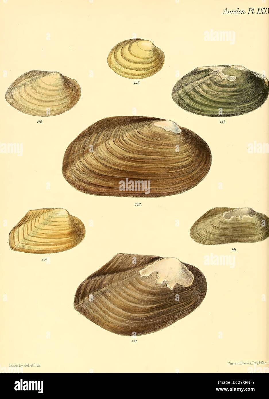 Conchologia iconica, o illustrazioni delle conchiglie di animali molluschi Londra, Reeve, Brothers, 1843-1878, molluschi, opere pittoriche, conchiglie, Una raccolta di conchiglie bivalvi che mostrano le loro forme e consistenze distinte. Ogni guscio presenta caratteristiche uniche, tra cui variazioni di colore e motivi di superficie, evidenziando la diversità all'interno di questo gruppo marino. I campioni sono numerati come riferimento e le loro forme lisce e arrotondate presentano una gamma di dimensioni. Questa gamma di conchiglie serve come esempio della complessa bellezza che si trova nel design della natura, sottolineando il Foto Stock