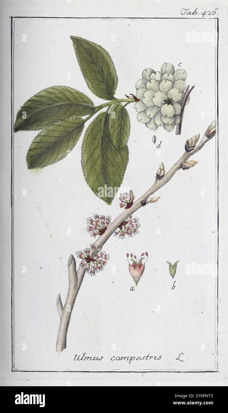 Icones plantarum medicalium, Nürnberg, auf Kosten der Raspischen Buchhandlung, 1779-1790, botanica, medicina, opere pittoriche, questa illustrazione presenta i dettagli botanici dell'Ulmus campestris, comunemente noto come olmo da campo. Sono visualizzati vari elementi, tra cui un ramo con foglie e componenti floreali. Il ramo principale presenta ammassi di piccoli e intricati fiori, caratterizzati dai loro delicati petali e dalle strutture riproduttive. Nelle vicinanze, una dettagliata rappresentazione della foglia presenta i suoi bordi seghettati e le vene prominenti, contribuendo alla rappresentazione complessiva di questa specie. Foto Stock