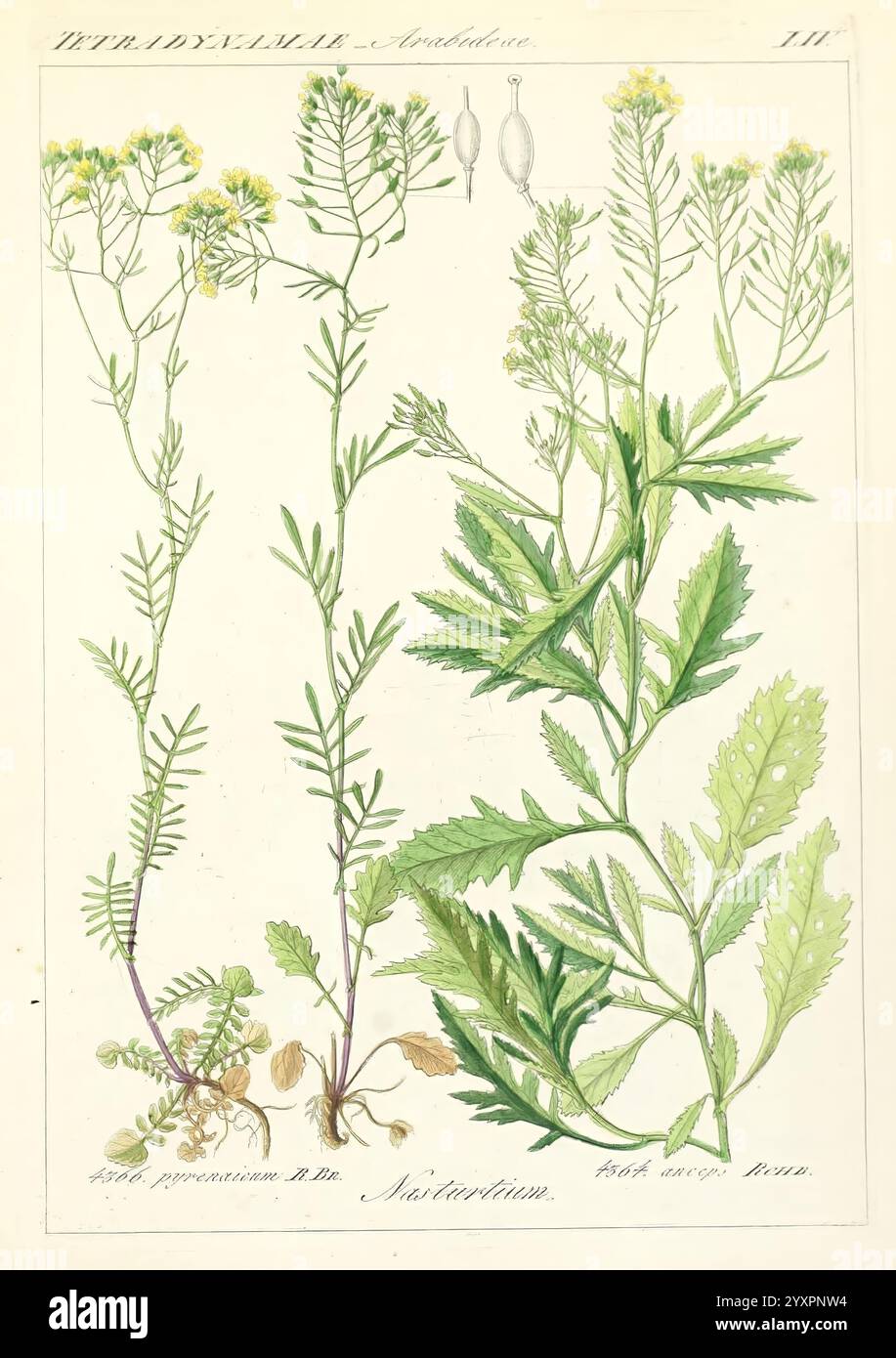 Icones, florae, Germanicae, et, Helveticae, simul, Pedemontanae, Tirolensis, Istriacae, Dalmaticae, Austriacae, Hungaricae, Transylvanicae, Moravicae, Borussicae, Holsaticae, Belgicae, Hollandicae, ergo, Mediae, Europae, Lipsiae, F. Hofmeister, 1834-1912, v. 1, 1850, Europa, opere pittoriche, piante, l'illustrazione presenta uno studio botanico che mostra vari esemplari di piante, identificati come membri della famiglia delle Asteraceae. Sulla sinistra è raffigurata la pianta nota come *Cnicus benedictus* (cardo benedetto), che mostra le sue foglie distintive e le sue cime fiorite. Adiacente all'hotel si trova *Scolymus hispan Foto Stock
