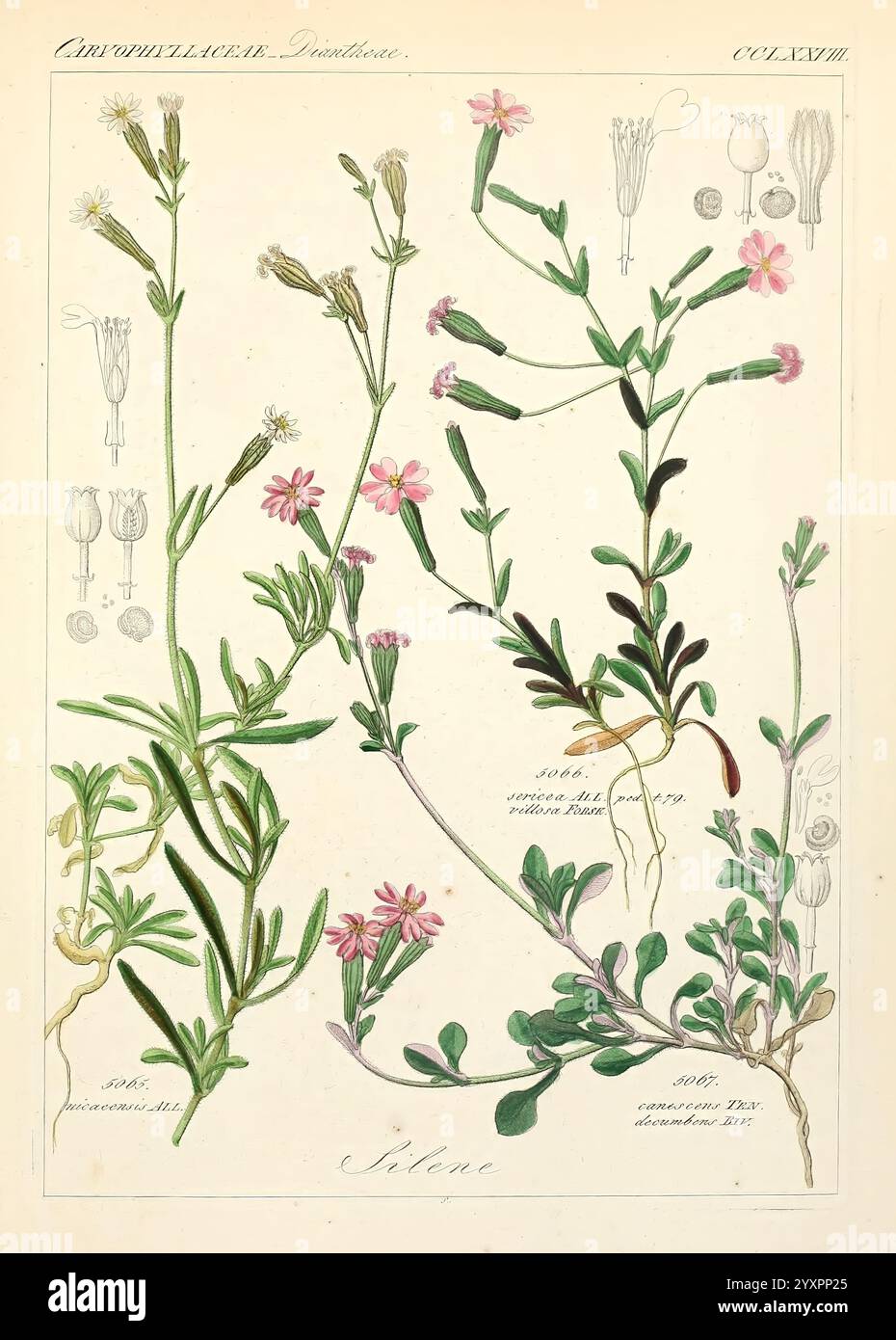 Icones florae Germanicae et Helveticae, simul Pedemontanae, Tirolensis, Istriacae, Dalmaticae, Austriacae, Hungaricae, Transylvanicae, Moravicae, Borussicae, Holsaticae, Belgicae, Hollandicae, ergo Mediae Europae. Lipsiae, F. Hofmeister 1834-1912. [v. 1, 1850], Europa, opere pittoriche, piante, un'illustrazione botanica che mostra varie specie di Silene. La composizione comprende delicati steli fioriti con piccoli fiori rosa e foglie complesse. Ogni pianta è meticolosamente etichettata con il suo nome scientifico, accompagnato da particolari distinti delle strutture floreali e delle composizioni delle foglie. Il Foto Stock