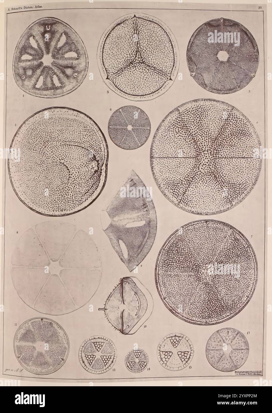 Atlas der Diatomaceen-Kunde, Lipsia, O. R. Reisland, 1874-19, atlanti, bacillarioficeae, questa illustrazione dettagliata presenta una raccolta di varie strutture microscopiche, che mostrano schemi intricati e differenze di struttura. Ogni forma circolare e angolare presenta diversi design geometrici, che mostrano la complessità dei campioni biologici. Le etichette che accompagnano le cifre indicano i rispettivi numeri di identificazione, suggerendo che appartengono a un contesto di ricerca scientifica o educativo. La disposizione enfatizza le variazioni di dimensioni, forma e complessità strutturali, in Foto Stock