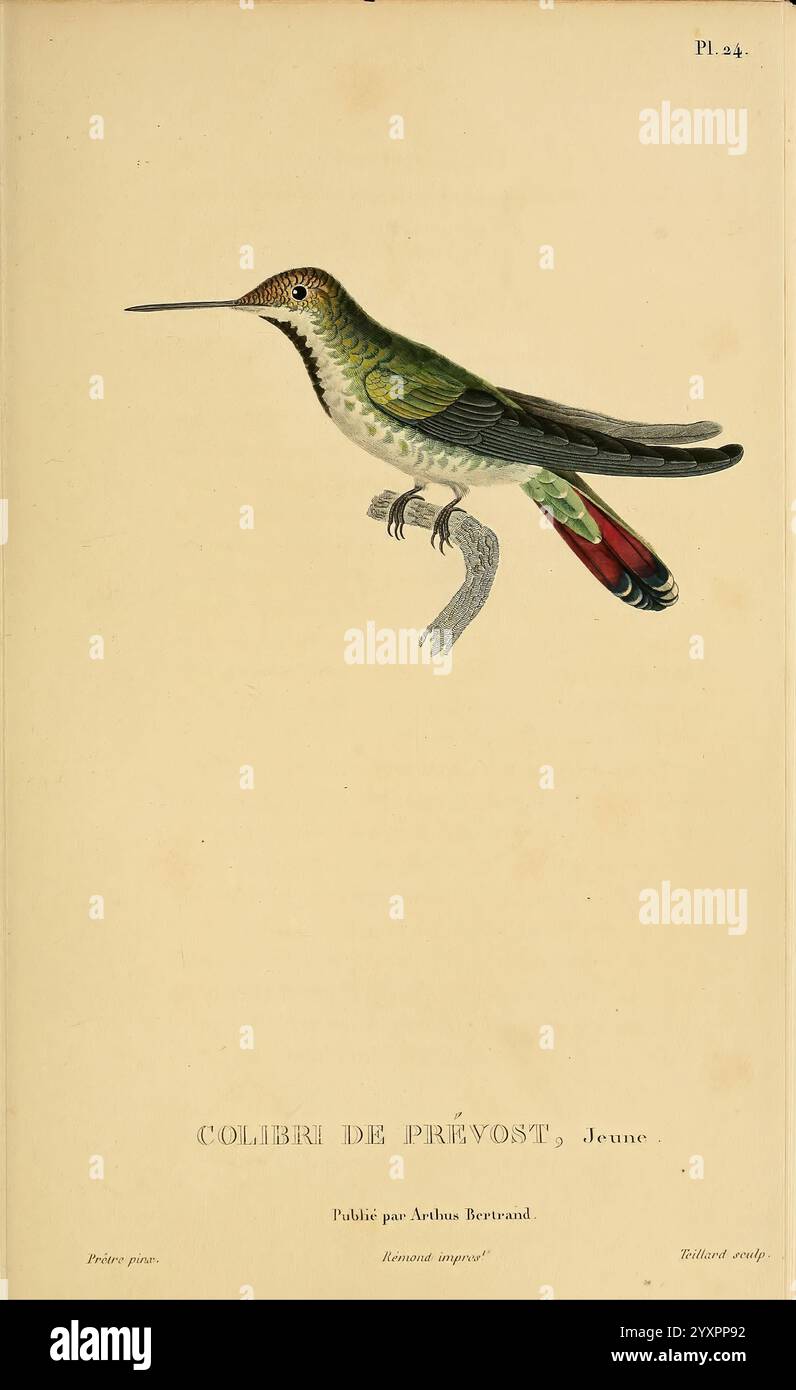 Histoire naturelle des colibris Paris Arthus Bertrand 1830-1832 Hummingbirds Pictorial Works, Un colibrì splendidamente illustrato, noto come Colibri de Préyost, è raffigurato con dettagli intricati che mostrano le sue piume iridescenti. L'uccello presenta un dorso verde vibrante e una coda rossa e bianca distintiva, evidenziando la sua colorazione unica. Il suo becco allungato suggerisce che è ben adattato per nutrirsi di nettare dai fiori. L'illustrazione è accompagnata dall'etichetta ''Colibri de Préyost, Jeune, ' e dal testo aggiuntivo che indica la pubblicazione di Aethus Bertrand, aggiungendo un elemento di studioso d Foto Stock