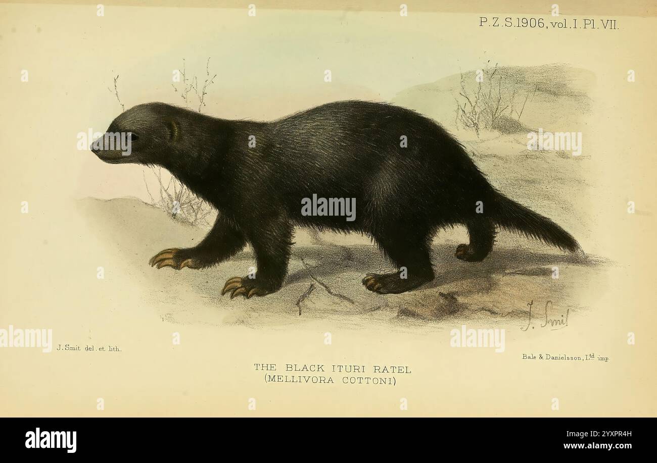 Proceedings of the Zoological Society of London, London, Academic Press, 1833-1965. Dierkunde, periodici, Zoologia, Un'illustrazione dettagliata del Black Fur-Bat, noto anche come Melanerces coturnix. La creatura è raffigurata in una posa dinamica su una superficie rocciosa, mostrando la sua pelliccia scura e il corpo allungato. Il suo volto è caratterizzato da occhi affilati e attenti, che indicano una profonda consapevolezza dell'ambiente circostante. Lo sfondo include vari elementi naturali, che suggeriscono l'habitat della creatura. Questa opera d'arte mette in evidenza le caratteristiche uniche e i dettagli anatomici della specie, caratteristica delle scienti Foto Stock
