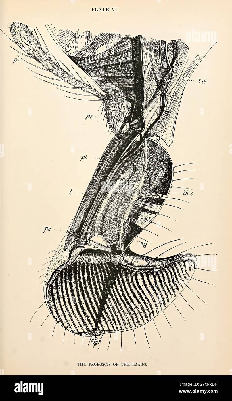 Anatomia, fisiologia, morfologia e sviluppo della soffiatura (Calliphora erythrocephala). London, pubblicata per l'autore da R. H. Porter, 1890-95, Blowflies, Woodshole, con un'illustrazione altamente dettagliata della struttura anatomica delle parti del boccaglio di un insetto, questa rappresentazione evidenzia vari componenti come le mandibole, maxillae e labio. Ogni parte è meticolosamente etichettata con lettere che indicano i loro nomi o funzioni specifici, offrendo informazioni sulla complessa morfologia dell'insetto. L'illustrazione rivela texture e motivi, mostrando l'intricata desi Foto Stock