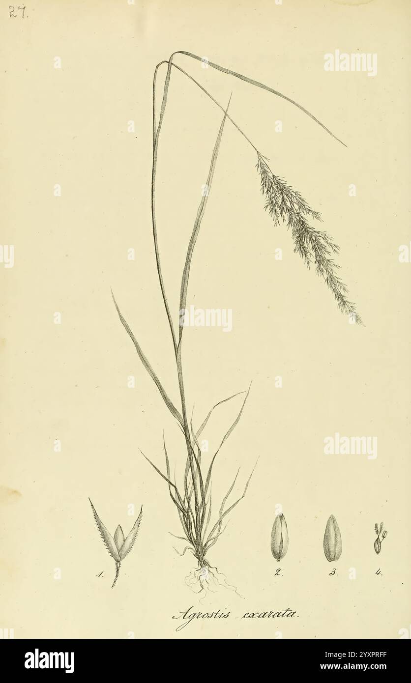 Specie, Graminum, Petropoli, Impensis, Academiae, imperialis, Scientiarum, 1828-1836, Gramineae, opere pittoriche, erba, questa illustrazione raffigura una specie vegetale chiamata Agrostis exarata. Lo stelo alto e sottile si solleva con grazia, mostrando foglie strette delicate e allungate. Nella parte superiore dello stelo fiorisce un'infiorescenza piumata, caratterizzata da un ammasso di spikelets che conferiscono alla pianta un aspetto arioso. Accanto all'illustrazione principale, sono presenti tre disegni etichettati: Il primo mostra una lamella, mentre il secondo e il terzo illustrano i semi della pianta, fornendo un det Foto Stock