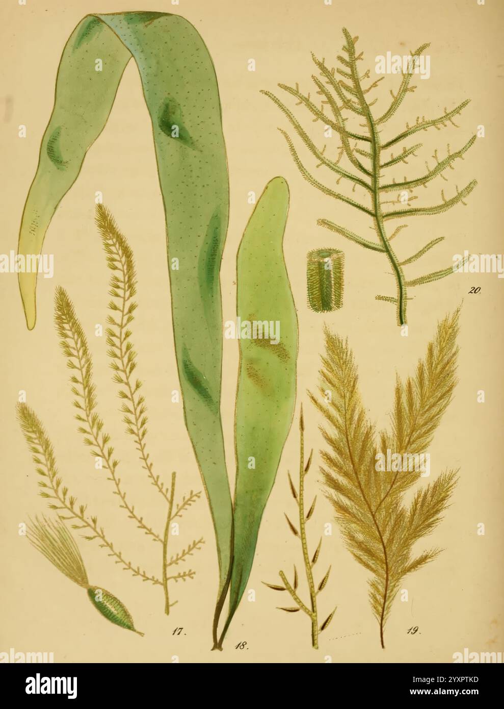 Una storia popolare di alghe marine britanniche, Londra, Reeve e Benham, 1851, Gran Bretagna, alghe marine, Woods Hole, Una collezione di varie alghe marine e piante acquatiche, che mostrano forme e dimensioni diverse. L'illustrazione include frontali lunghi e sottili con delicate texture piume e foglie più ampie e piatte. Ogni campione è etichettato con numeri che indicano disegni specifici. I dettagli intricati evidenziano i motivi e i colori naturali, sottolineando la bellezza e la varietà che si trovano nella flora marina. Foto Stock