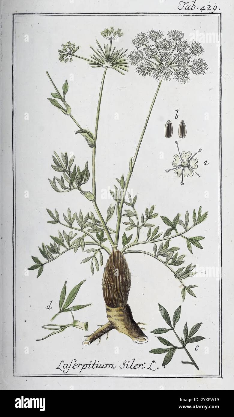 Icones Plantarum Medicinalium, Nürnberg, auf Kosten der Raspischen Buchhandlung, 1779-1790, botanica, medicina, opere pittoriche, un'illustrazione botanica del Laserpitiium siler, comunemente noto come siler. L'immagine mostra le caratteristiche peculiari della pianta, tra cui i suoi ammassi di fiori simili a ombrelli con delicati petali bianchi, foglie verdi finemente divise e la caratteristica struttura delle radici. L'etichettatura indica diverse parti della pianta, evidenziandone le foglie, i fiori e i semi, fornendo una visione completa per lo studio e l'identificazione. La composizione complessiva enfatizza l'intricata deta Foto Stock