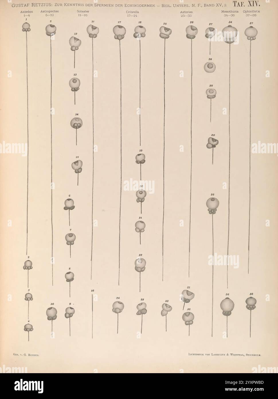 Biologische Untersuchungen, Lipsia, C.F.W. Vogel, 1890-1921, biologia, sistema nervoso, anatomia, comparativo, l'illustrazione mostra una serie di diagrammi anatomici meticolosamente tracciati, ciascuno raffigurante forme e variazioni diverse di organismi microscopici. Le figure sono disposte in sequenza verticale, ciascuna numerata come riferimento. Queste rappresentazioni evidenziano le caratteristiche morfologiche uniche degli esemplari, comprese forme e dimensioni di varie strutture cellulari. A corredo delle illustrazioni sono riportate misure etichettate che indicano le dimensioni specifiche di ciascun organismo, provi Foto Stock