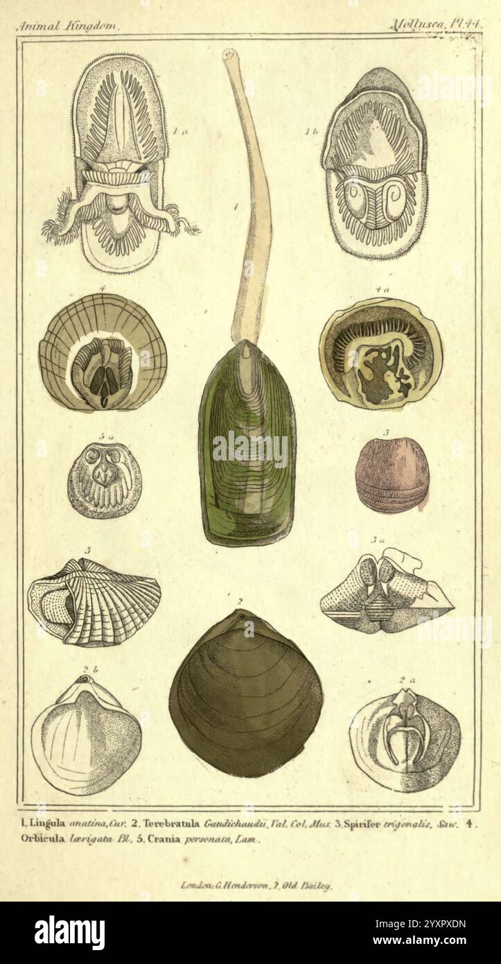 Il regno animale, organizzato secondo la sua organizzazione London, G. Henderson, 1834. Londra, Londra, questa illustrazione mostra una varietà di molluschi e conchiglie marine, ciascuno rappresentato con minuziosi dettagli. Nella parte superiore vengono visualizzati diversi esemplari distinti, tra cui un grande guscio allungato e un guscio a spirale splendidamente, che rivelano motivi intricati. La messa a fuoco centrale presenta un oggetto allungato e prominente che assomiglia a un'unica conchiglia o creatura marina. Intorno ad esso si trovano varie altre conchiglie, che presentano forme, dimensioni e consistenze diverse, da lisce e lucidate a rigature e tappeti Foto Stock