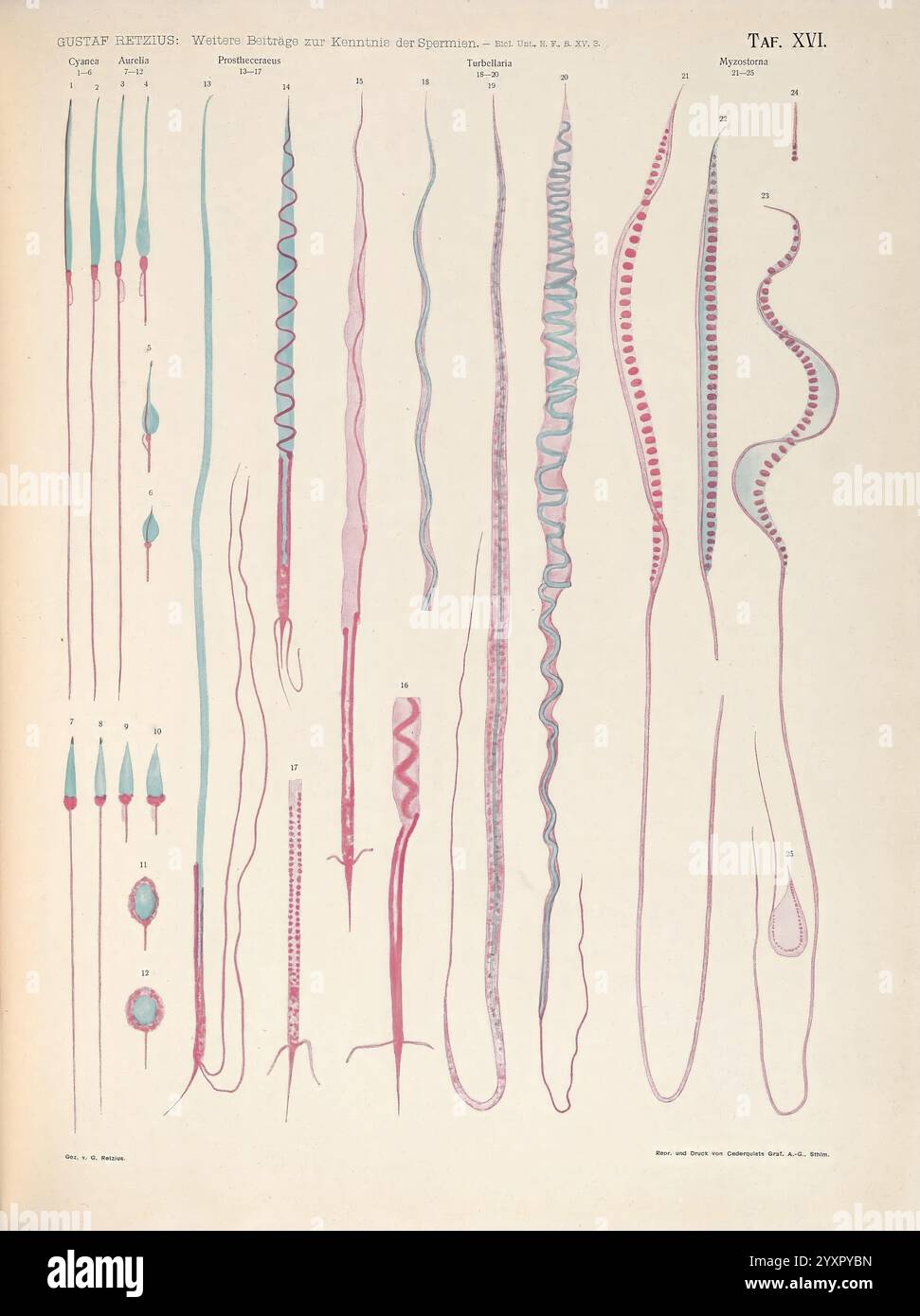 Biologische Untersuchungen, Lipsia, C.F.W. Vogel, 1890-1921, biologia, sistema nervoso, anatomia, comparativo, questa illustrazione presenta una serie di intricati disegni botanici, che mostrano varie strutture vegetali. Ogni diagramma evidenzia formazioni uniche, come tendini a spirale, germogli allungati e finali bulbosi. I colori utilizzati sottolineano i dettagli di ogni sezione, fornendo una chiara visualizzazione delle variazioni morfologiche. Le etichette che accompagnano ciascuna figura servono a identificare le parti o i tipi specifici di piante rappresentate, offrendo informazioni sulle loro caratteristiche biologiche Foto Stock