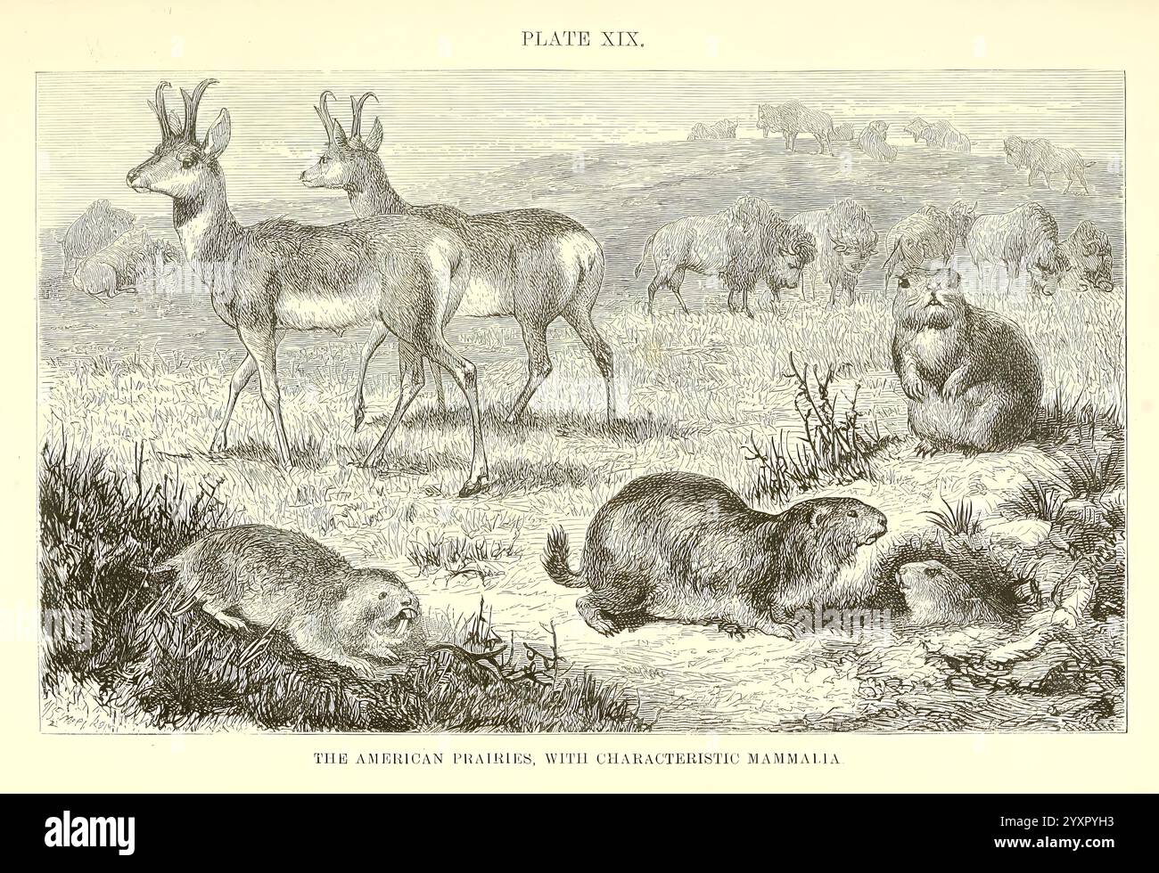 La distribuzione geografica degli animali London Macmillan and Co. 1876 paleontologia geografia zoogeografia, Una scena diversificata raffigurante vari animali in un ambiente naturale. In primo piano, un gruppo di piccoli mammiferi, probabilmente un castoro e diverse lepri, si impegnano nelle loro attività quotidiane. Nelle vicinanze, un paio di antilopi si mettono in guardia, mostrando le loro graziose forme. Sullo sfondo, è possibile vedere altri animali selvatici, aggiungendo un habitat vivace e dinamico. La composizione complessiva evidenzia la coesistenza di diverse specie nel loro ambiente, sottolineando l'interconnessione della natura. Foto Stock