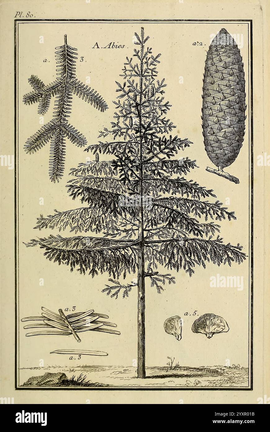 Les figures des plantes et animaux d'usage en medicine, Parigi, Desprez, 1764-1765, materia, medica, opere pittoriche, l'illustrazione presenta uno studio botanico dettagliato di un abete, etichettato come ''Abies''. La composizione comprende vari elementi: La figura centrale è un alto albero sempreverde, raffigurato con intricati ramifici e foglie simili ad aghi. Intorno all'albero sono etichettate le illustrazioni ravvicinate di un cono di pino, varie disposizioni a foglia e sezioni trasversali che mostrano le strutture interne dell'albero. Ogni parte è disegnata meticolosamente, evidenziando le caratteristiche della specie Foto Stock