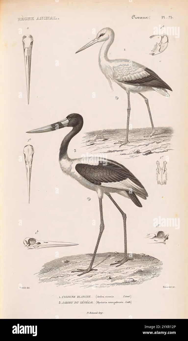 Le règne Animal distribué d'après son Organization Paris, 1836-1849 Anatomy, comparative Animals Classification Identification Nomenclature Zoology Museum of comparative Zoology Birds, l'illustrazione presenta due specie distinte di cicogne. La prima cicogna, posizionata in primo piano, presenta un sorprendente piumaggio bianco e nero con lunghe gambe sottili e un collo ben ricurvo. Il suo conto è lungo e appuntito, ideale per il foraggiamento. Sullo sfondo si erge una seconda cicogna, caratterizzata dalle sue eleganti piume bianche e dalle punte delle ali nere a contrasto. Il rendering dettagliato evidenzia il valore Foto Stock