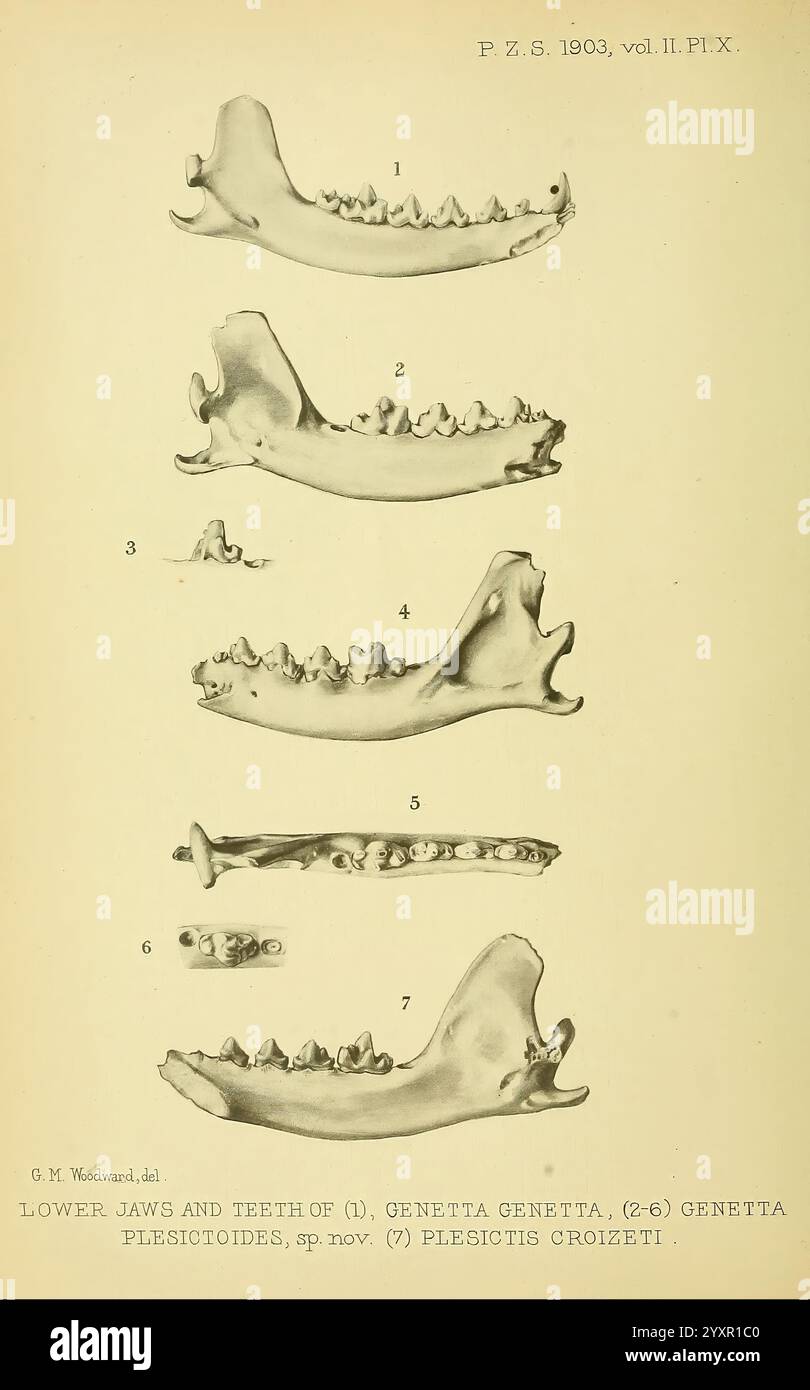 Proceedings of the Zoological Society of London, London, Academic Press Periodicals, Zoology, questa illustrazione presenta una serie di disegni dettagliati che mostrano le mascelle e i denti inferiori di diverse specie all'interno del genere Genetta, in particolare Genetta genetta e la Genetta plesictotoides appena identificata. Ogni segmento numerato evidenzia le strutture anatomiche distinte, inclusa la disposizione dei denti, le variazioni di dimensione e le caratteristiche morfologiche delle mandibole. Questo studio fornisce preziose informazioni sugli adattamenti evolutivi e sulla classificazione di queste mamme carnivore Foto Stock