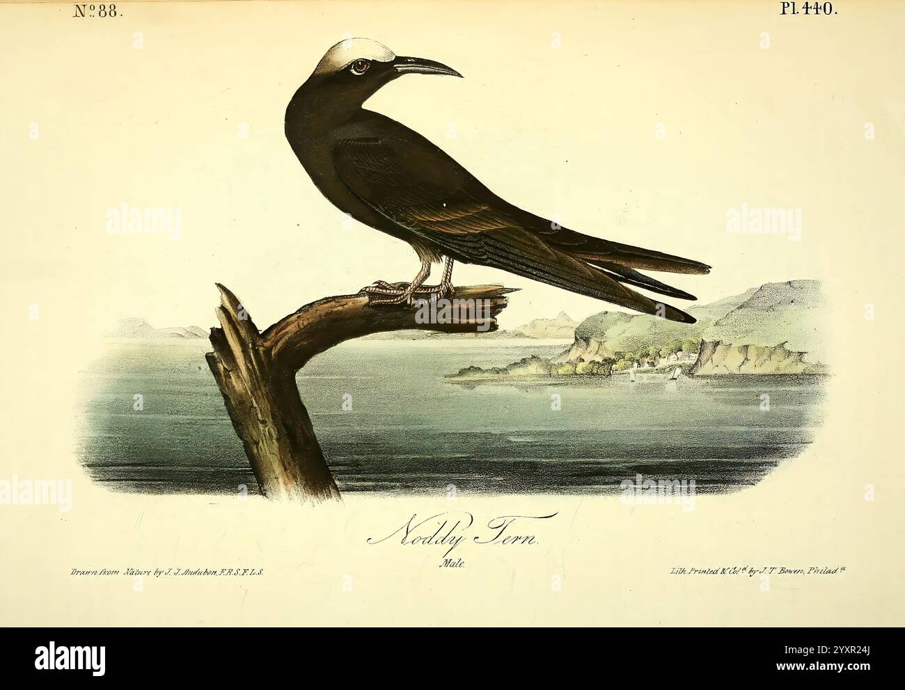 The Birds of America, New York, J.B. Chevalier, 1840-1844, Birds, nord America, John James Audubon, opere pittoriche, Anous minutus, l'illustrazione presenta un'impressionante raffigurazione di un uccello di colore scuro appeso al rovescio, che mostra il suo corpo elegante e le ali allungate. Il becco è appuntito e leggermente aperto, suggerendo uno stato di attenzione o prontezza. Sopra l'uccello, due grandi rami marroni si estendono verso il cielo, migliorando il senso di movimento e l'interazione con l'ambiente. Sullo sfondo si apre un tranquillo paesaggio, dipinto in toni delicati, con dolci colline e un corpo calmo Foto Stock