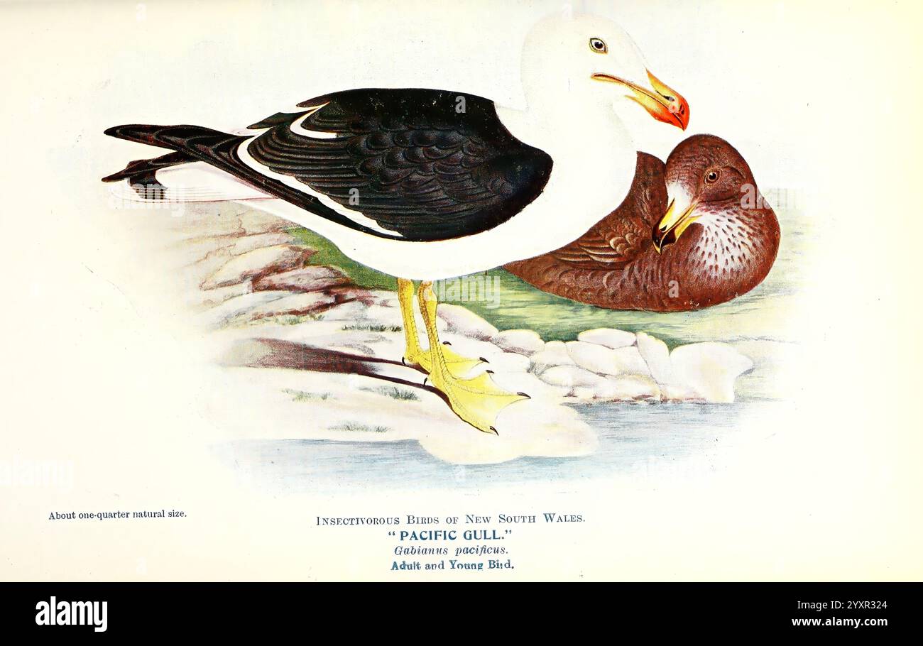 Alcuni, utile, australiano, uccelli, Sydney, CON A, Gullick, Govt, stampante, 1921, Australia, Benefit, Birds, Un'impressionante illustrazione presenta due uccelli di profilo, che mostrano le loro caratteristiche e i loro colori distinti. L'uccello a sinistra mostra un piumaggio bianco con un'impressionante ala nera e un becco arancione brillante, arroccato graziosamente con un collo leggermente arcuato. Il secondo uccello, posizionato dietro, ha un ricco piumaggio marrone e una struttura robusta, il suo becco affilato rispecchia l'eleganza del suo compagno. Entrambi gli uccelli sono collocati su uno sfondo delicato e delicatamente renderizzato che suggerisce il loro habitat naturale, aggiungendo de Foto Stock