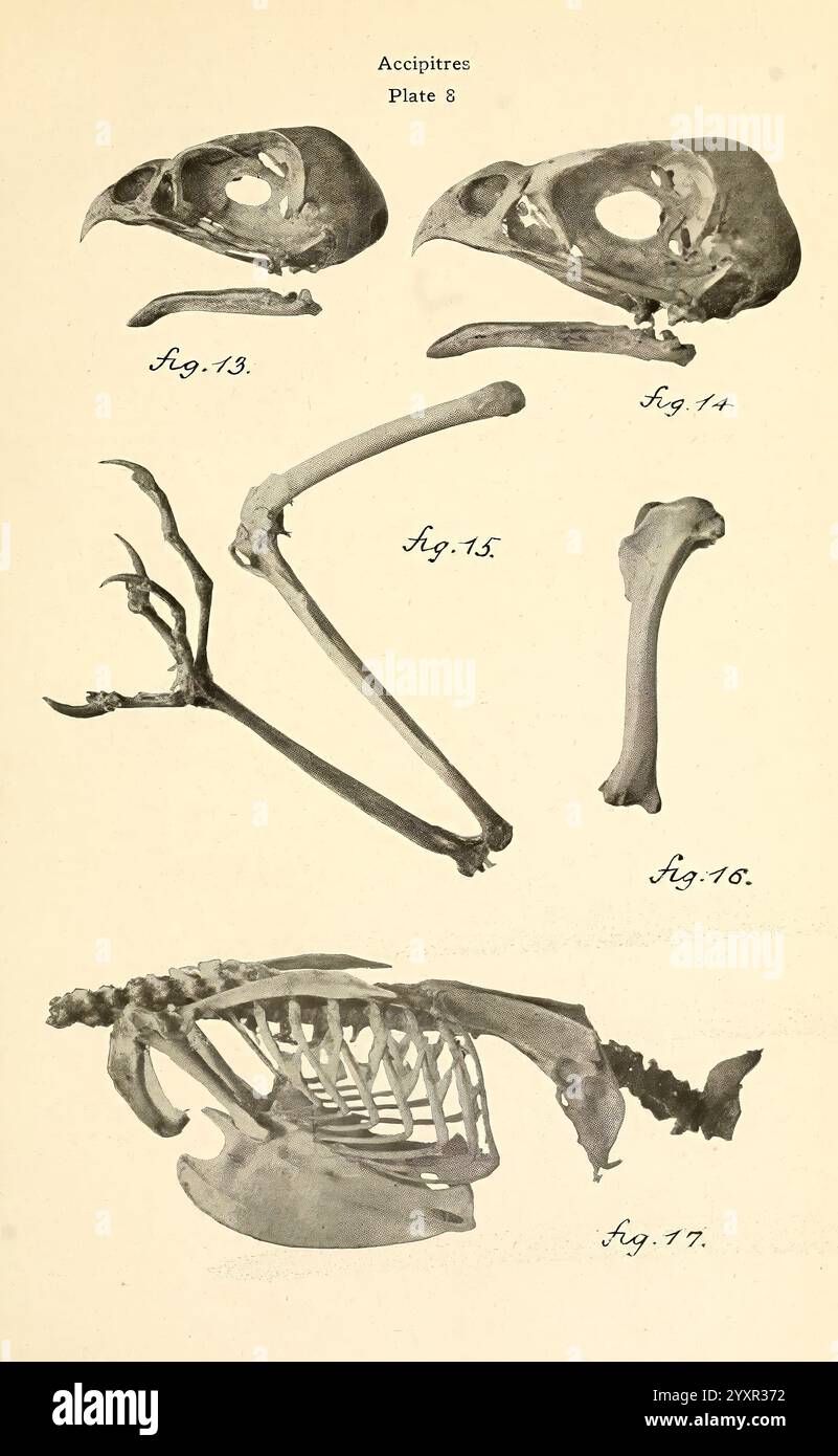Osteologia degli uccelli, 1909, anatomia, uccelli, ossa, osteologia, accipitri, accipiter velox, Accipiter cooperi, l'illustrazione presenta una serie di disegni anatomici raffiguranti le strutture scheletriche di un uccello, in particolare del genere Accipiter, noto per specie come i falchi. La sezione superiore mostra varie viste del cranio dell'uccello, chiarendo le intricate caratteristiche del becco e della struttura cranica. Di seguito sono illustrate ossa prominenti, tra cui l'omero e altri elementi dell'ala, evidenziandone le forme allungate e gli adattamenti specifici per il volo. Il disegno mostra anche Foto Stock