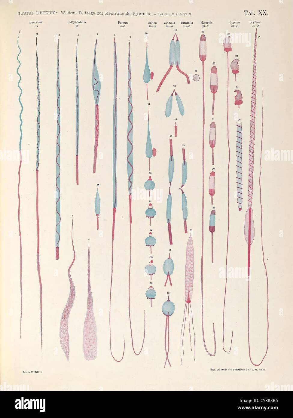 Biologische Untersuchungen, Lipsia, C.F.W. Vogel, 1890-1921, biologia, sistema nervoso, anatomia, confronto, illustrazione dettagliata che mostra varie forme e strutture di organismi microscopici o componenti cellulari. Include forme allungate, di varie dimensioni e design, con alcune che mostrano estremità sporgenti distinte e altre che si conformano in fili sottili. La disposizione presenta diversi modelli, enfatizzando la simmetria e l'asimmetria tra i campioni. Alcune forme sembrano avere dettagli complessi, mentre altre presentano un contorno più semplicistico. L'illustrazione è etichettata per indicare spe Foto Stock