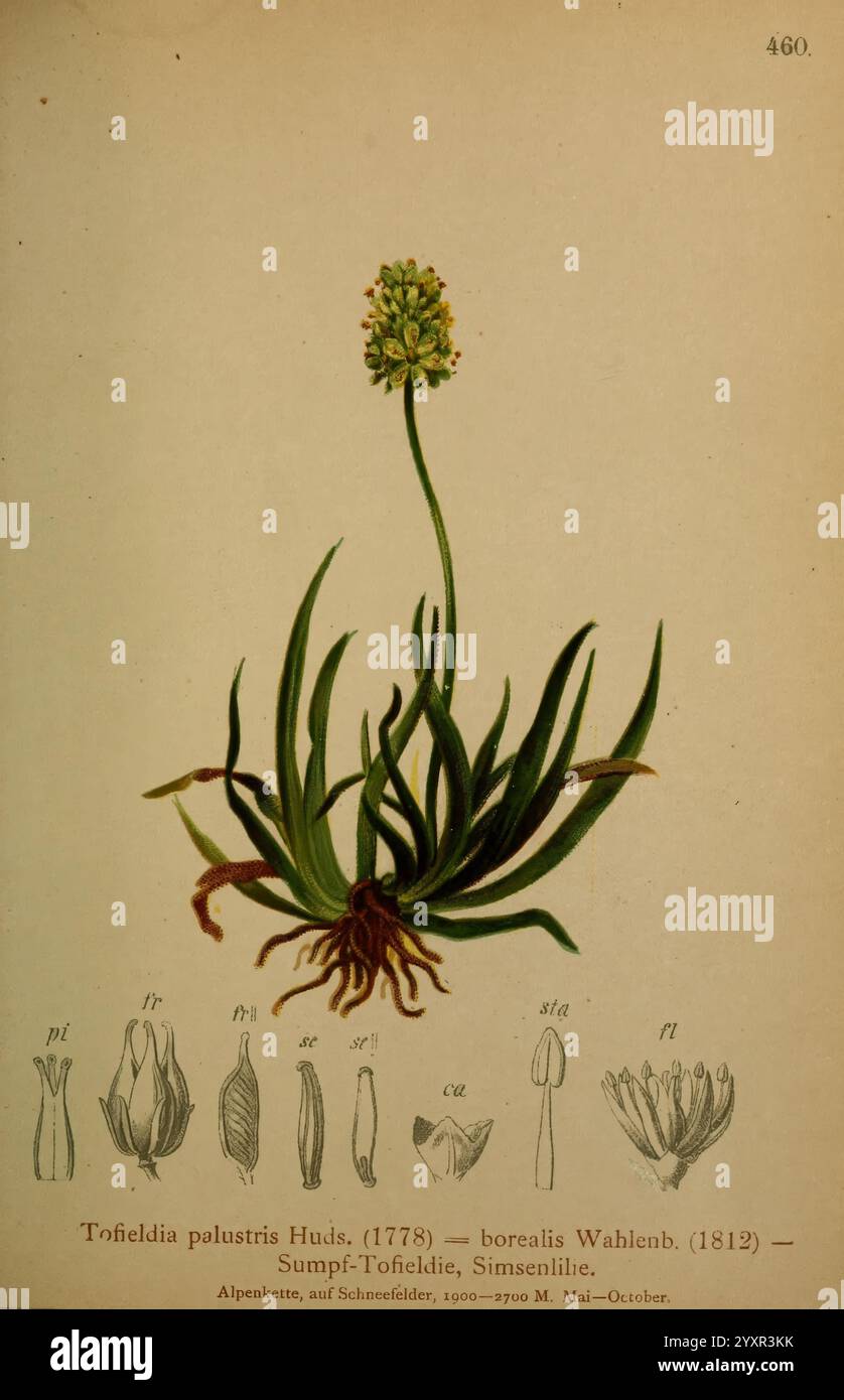 Atlas der Alpenflora, Vienna, Alpenvereins, 1882, Alpi, atlanti, piante di montagna, questa illustrazione mostra la pianta Trifolium pulchrum, comunemente nota come trifoglio settentrionale. La pianta è raffigurata con la sua struttura a foglia e la testa fiorita, che mostrano la disposizione di foglie e steli che sostengono il grappolo fiorito. Sotto la rappresentazione principale, ci sono diagrammi dettagliati che rappresentano varie parti della pianta, compresi petali e altri elementi floreali, ciascuno etichettato come riferimento. L'opera evidenzia i dettagli botanici essenziali per l'identificazione e lo studio di questa spe Foto Stock