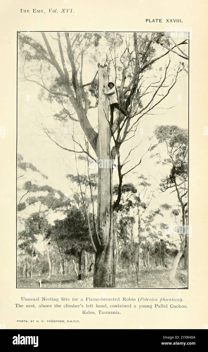 The EMU Melbourne Royal Australasian Ornithologists Union 1901, Australasia Birds Ornithology Periodicals, la scena raffigura un insolito sito di nidificazione per un Robin con testa di fiamma, annidato in un albero. L'immagine si concentra su un aspetto unico del comportamento aviario, mostrando il nido situato sopra un giovane Pallid Cuckoo. L'ambiente circostante presenta alti alberi di eucalipto, che enfatizzano l'habitat naturale di queste specie di uccelli. Questo ambiente mette in evidenza aspetti della fauna selvatica e dell'ecologia in Tasmania, invitando gli spettatori ad apprezzare le intricate relazioni tra gli uccelli e i loro ambienti di nidificazione. Foto Stock