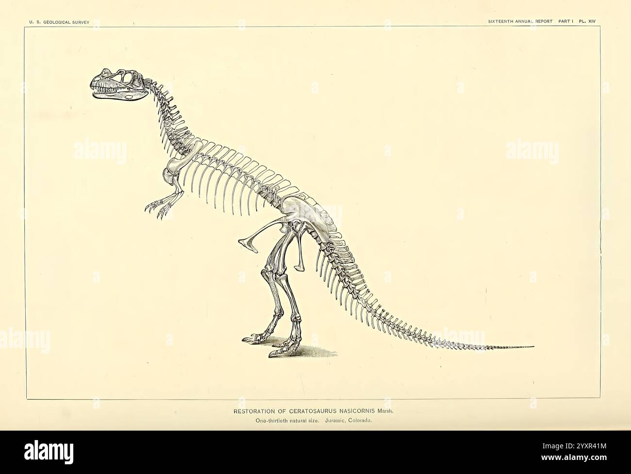 I dinosauri del Nord America, Washington, Govt. Print, 1896, dinosauri, un'illustrazione anatomica che raffigura la struttura scheletrica di un dinosauro, mostrando gli intricati dettagli della colonna vertebrale, degli arti e del cranio. L'immagine evidenzia l'allineamento e le proporzioni delle ossa, sottolineando le caratteristiche uniche della specie. La chiara rappresentazione consente un esame dettagliato della morfologia del dinosauro, rendendolo una risorsa preziosa per lo studio paleontologico e la comprensione dei tratti evolutivi dei rettili. Foto Stock