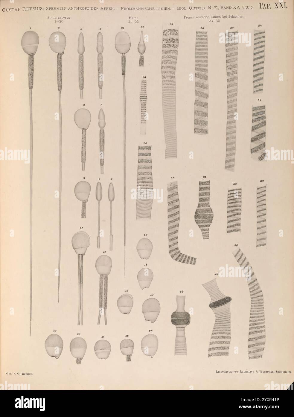 Biologische Untersuchungen, Lipsia, C.F.W. Vogel, 1890-1921, biologia, sistema nervoso, anatomia, comparativa, l'illustrazione mostra una serie di forme allungate e sferiche, dettagliate con texture e pattern diversi. Ogni oggetto è etichettato e sembra essere parte di uno studio scientifico, che mostra diversi tipi di organismi o strutture anatomiche. La disposizione presenta varie dimensioni e stili, tra cui moduli lisci, con nervature e segmentati. Le loro misurazioni precise e le loro caratteristiche uniche suggeriscono una particolare attenzione alla tassonomia o alla morfologia nel contesto più ampio del natur Foto Stock