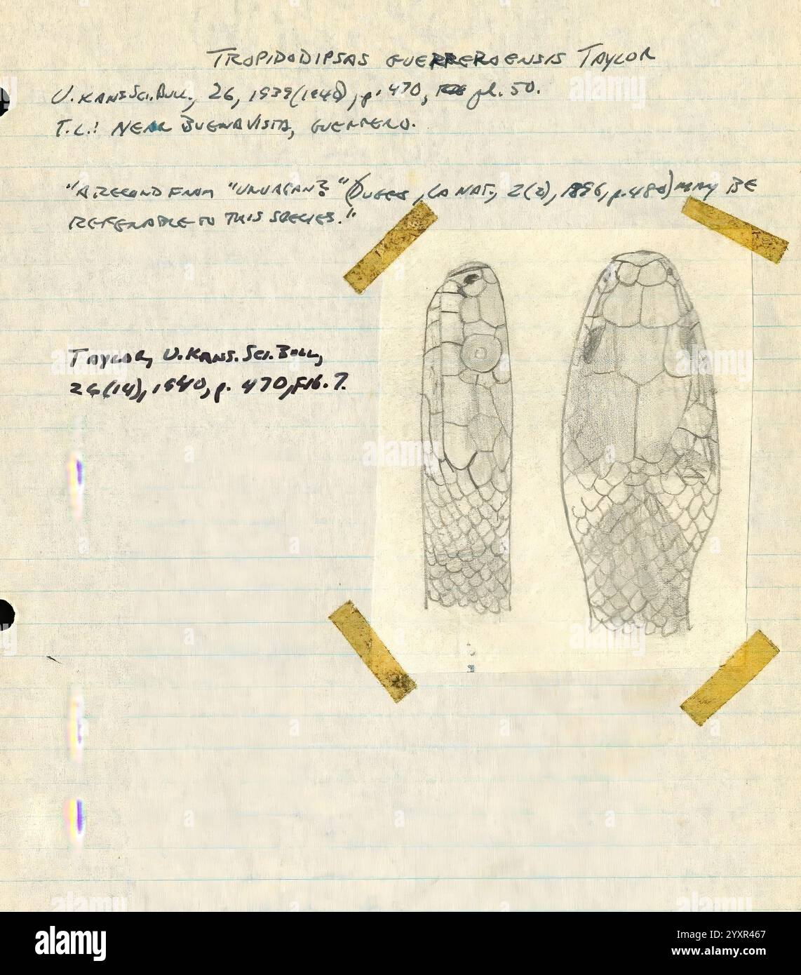 Note sul campo, Messico. 1949-1950, illustrazione, Messico, città del Messico, Morelia, disegno, serpente, diario, Guadalajara, Jalisco, tartarughe, rane, archivi, serpenti, lucertole, Maruata, la Placita, erpetologia, Aquila, note di campo, illustrazioni scientifiche, libri di campo, erpetologi, Michoacán, Ciudad de México, codice fiscale Alarcón, Archives, la Barranca de Navidad, Coahuayana, Colima Nevado de, Maquili, questa pagina contiene annotazioni scientifiche dettagliate relative allo studio di una specie specifica, identificata come Thropididens guerrerensis Taylor. Il testo include la data di osservazione, 26 gennaio 1972, al Foto Stock
