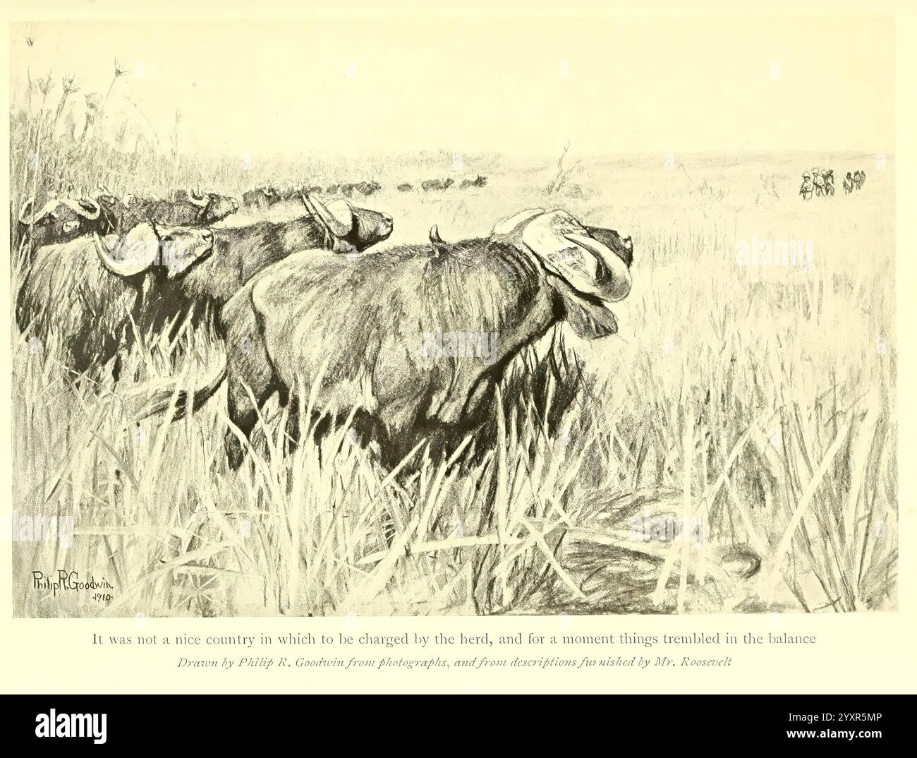 Africano, selvaggina, sentieri, Londra, John, Murray, 1910 anni, caccia, Uganda, descrizione, e, viaggiando, Africa, Oriente, Una tranquilla scena rurale presenta una mucca pacificamente riposata tra alte erbe e canne. La mucca, con la sua postura rilassata, è parzialmente oscurata dal fogliame circostante, creando un legame intimo con la natura. Sullo sfondo, i suggerimenti di altri animali o elementi del paesaggio sono lievemente visibili, contribuendo a creare un ambiente tranquillo. La composizione evidenzia un senso di calma e semplicità, mettendo in mostra la bellezza della vita pastorale. Inoltre, un'iscrizione in un artista Foto Stock