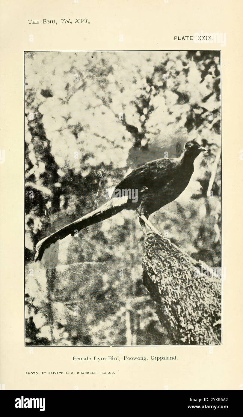 EMU, Melbourne, Royal Australasian Ornithologists Union, 1901, Australasia, Birds, Ornithology, periodici, Un uccello di lira femminile è appollaiato con grazia su un tronco coperto di muschio, circondato da un ambiente lussureggiante e naturale. Le sue piume mostrano un mix di toni scuri e chiari, che si fondono armoniosamente con l'ambiente. Le lunghe piume della coda dell'uccello, che sono caratteristiche degli uccelli lira, sono elegantemente disposte, mostrando i loro motivi intricati e belli. La scena cattura l'essenza del suo habitat, evidenziando la ricca vegetazione tipica del Gippsland, sottolineando al contempo la b naturale dell'uccello Foto Stock