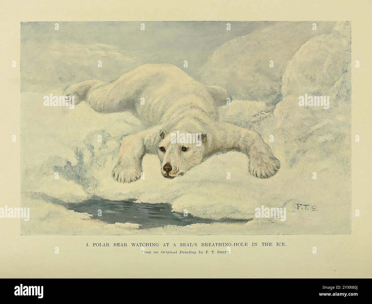 Animal Life and the World of Nature, Londra, Hutchinson, 1902-1904 Bear, Natural History, orso polare, periodici, Zoologia, Ursus Maritimus, tassonomia, la famiglia Ursidae, Un giocoso orso polare, viene catturato durante l'azione, saltando su una striscia di ghiaccio. La pelliccia appare soffice e vivace sullo sfondo ghiacciato, mostrando la sua agilità e la sua natura giocosa. Il ghiaccio circostante riflette un ambiente sereno e freddo, che suggerisce l’habitat naturale dell’orso nell’Artico. La scena trasmette un senso di dinamismo e gioia, sottolineando i movimenti aggraziati dell'orso mentre naviga nel suo dominio gelido. Foto Stock Animal Life and the World of Nature, Londra, Hutchinson, 1902-1904 Bear, Natural History, orso polare, periodici, Zoologia, Ursus Maritimus, tassonomia, la famiglia Ursidae, Un giocoso orso polare, viene catturato durante l'azione, saltando su una striscia di ghiaccio. La pelliccia appare soffice e vivace sullo sfondo ghiacciato, mostrando la sua agilità e la sua natura giocosa. Il ghiaccio circostante riflette un ambiente sereno e freddo, che suggerisce l’habitat naturale dell’orso nell’Artico. La scena trasmette un senso di dinamismo e gioia, sottolineando i movimenti aggraziati dell'orso mentre naviga nel suo dominio gelido. Foto Stock