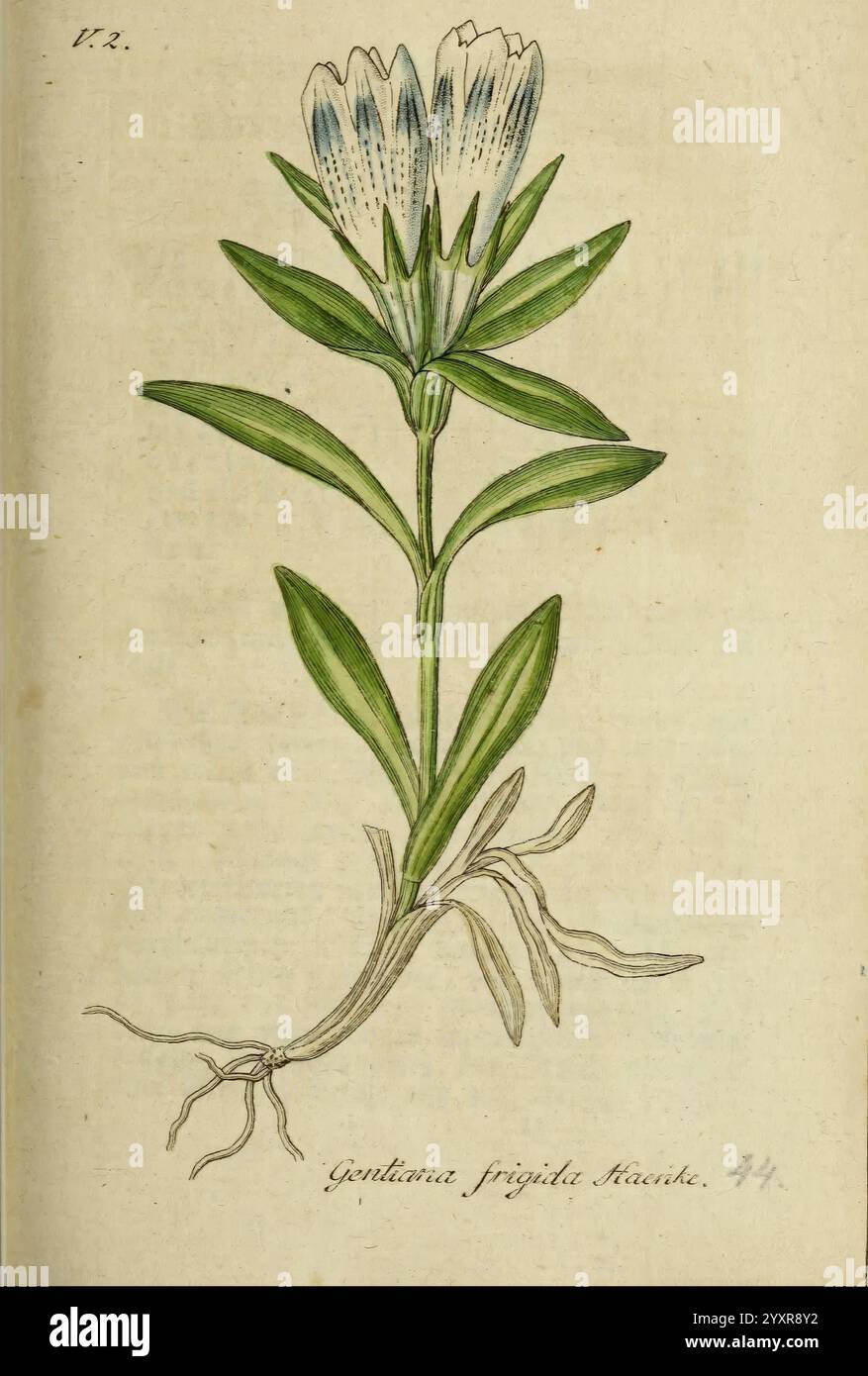 Deutschlands Flora in Abbildungen nach der Natur Nurnberg Gedruckt auf Kosten des Verfassers 1798-[1862] Germania Botany Gentiana frigida, questa illustrazione presenta una delicata pianta fiorita caratterizzata da steli verdi sottili e foglie allungate. Nella parte superiore, gruppi di fiori a forma di stella mostrano una combinazione di petali bianchi con punte blu, fornendo un contrasto sorprendente. Sotto la superficie, il sistema di radici è visibile, mostrando radici fini e fibrose. L'opera è etichettata con il nome botanico ''Gentiana frigida', che indica la sua classificazione all'interno della famiglia delle Gentianaceae. Questa deta Foto Stock
